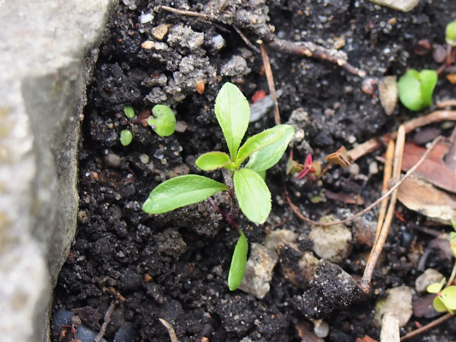 Trailing Saponaria (Saponaria Ocymoides) — and cascading over stones or retaining walls; demonstrates notable drought tolerance