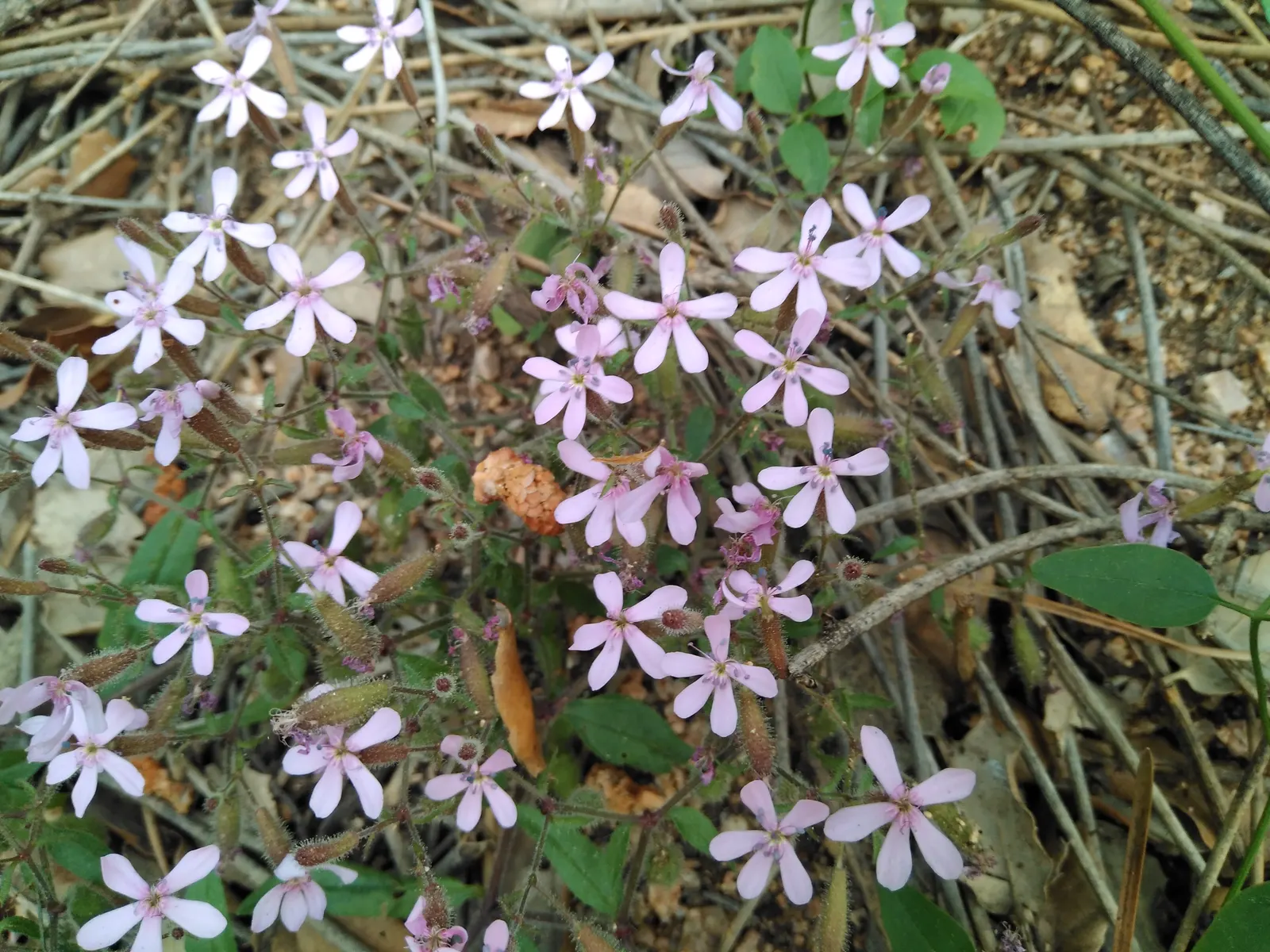 Trailing Saponaria (Saponaria Ocymoides) — ground cover / perennial for full or half