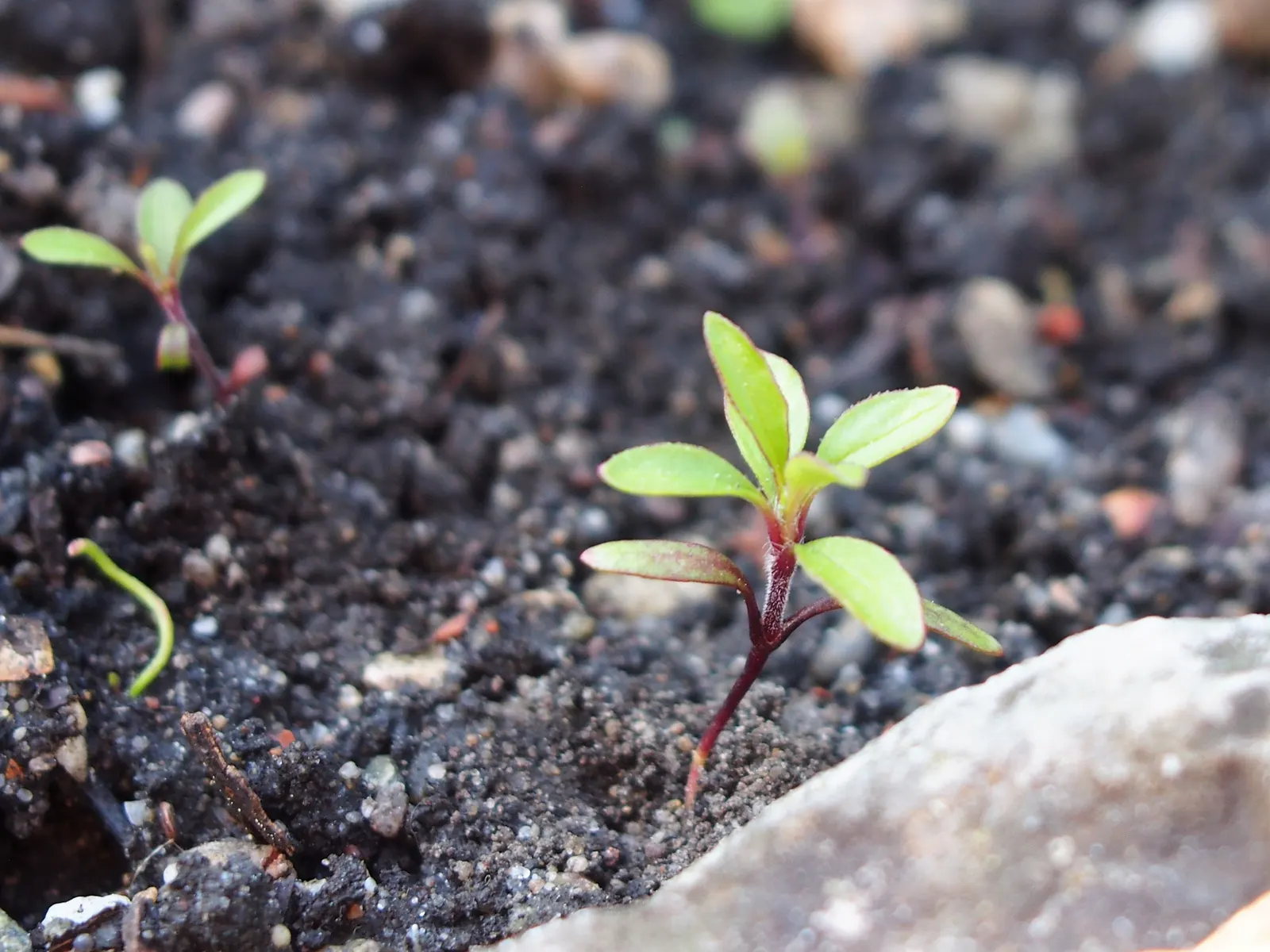 Trailing Saponaria (Saponaria Ocymoides) — is an enchanting perennial groundcover ideal for gracing your landscape with its cascading splendor; making your