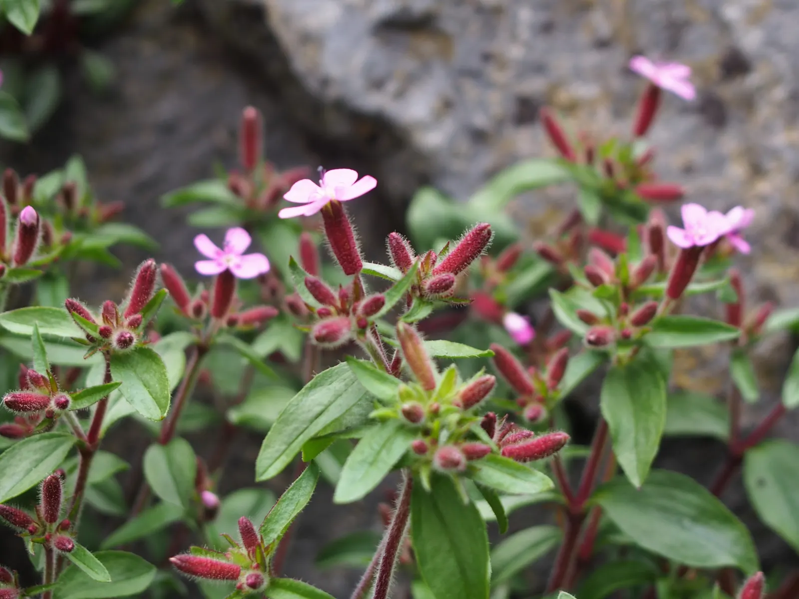 Trailing Saponaria (Saponaria Ocymoides) — making your garden a lively hub for bees and butterflies.<br><br>Hardy in USDA zones 3 to 8; is an evergreen