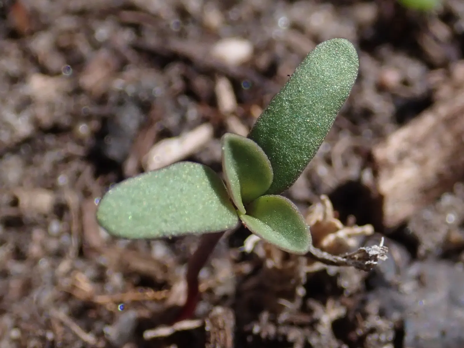 Trailing Saponaria (Saponaria Ocymoides) — Trailing Saponaria (Saponaria ocymoides); dense mat up to 6 inches high and spreads approximately 24, image 47