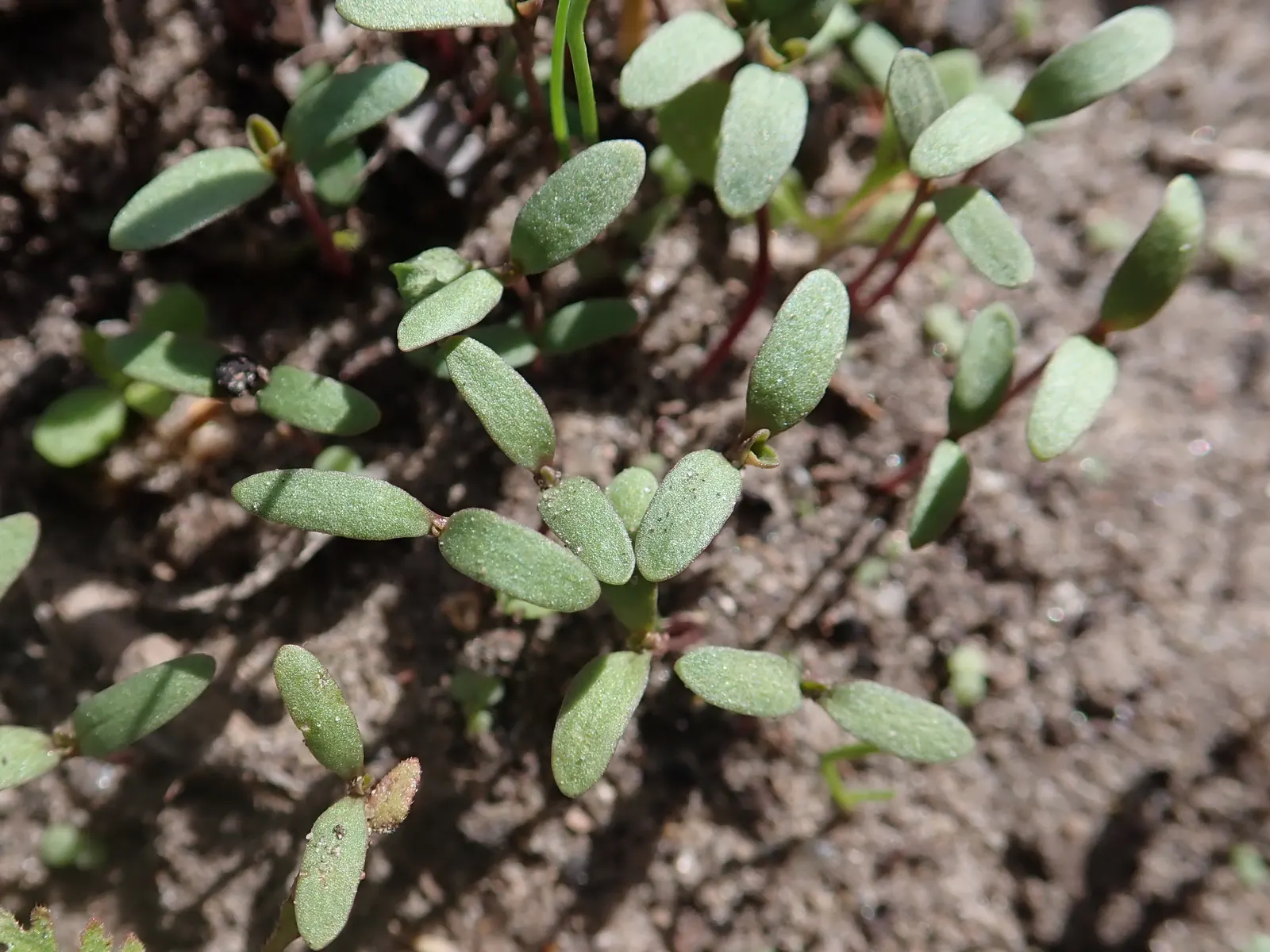 Trailing Saponaria (Saponaria Ocymoides) — Its vigorous stems are adorned with lance-shaped, image 35