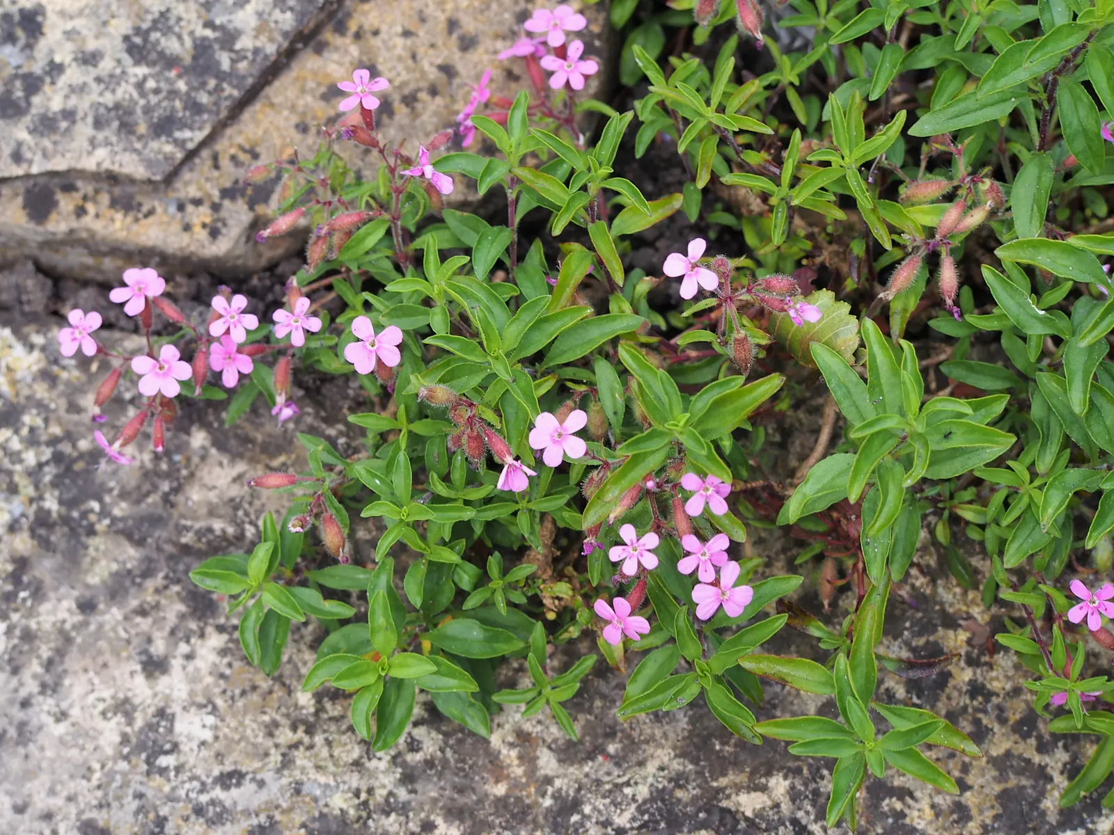 Trailing Saponaria (Saponaria Ocymoides) — demonstrates notable drought tolerance