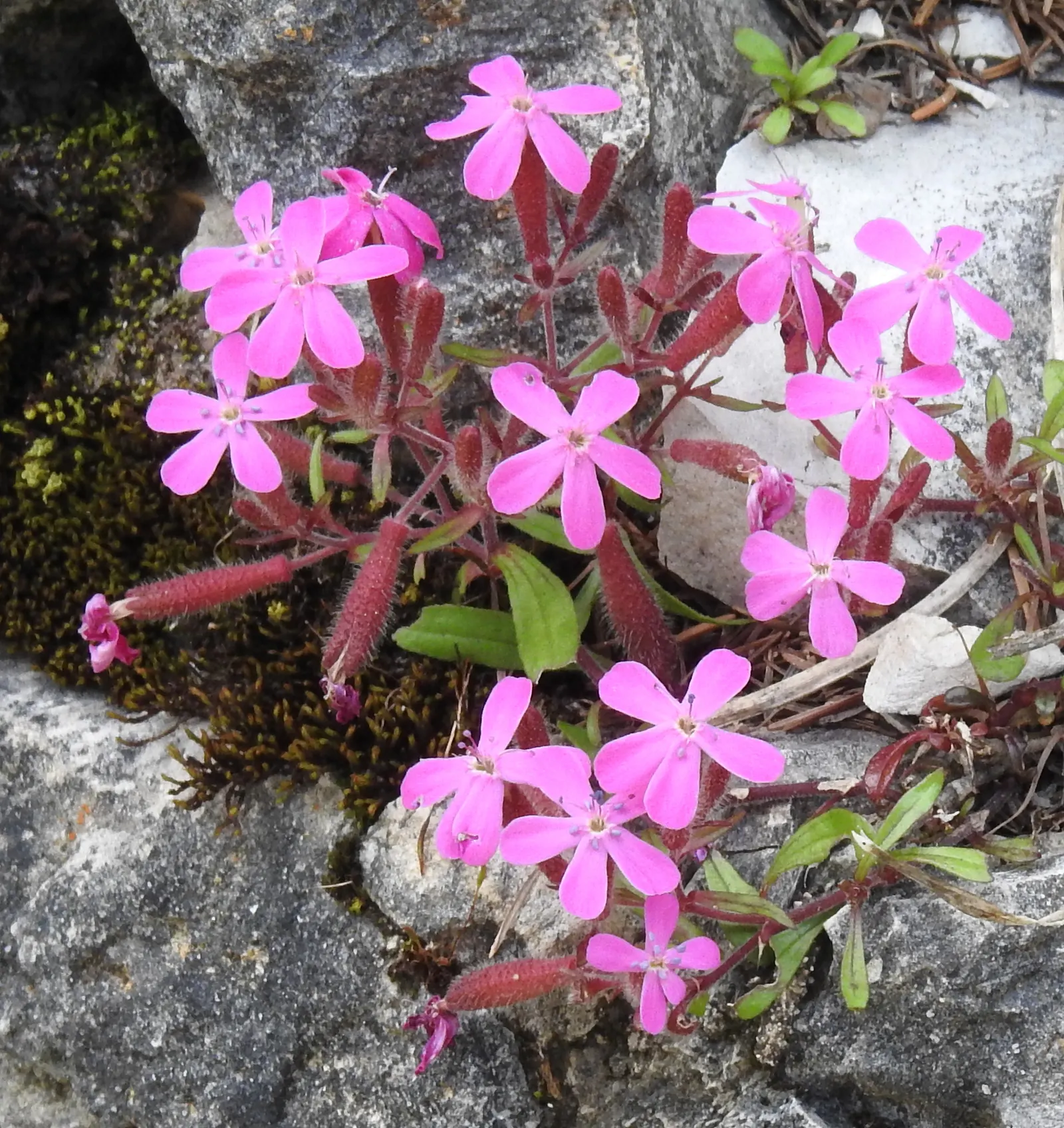Trailing Saponaria (Saponaria Ocymoides) — is an evergreen perennial that forms a low; embodying a perfect blend of beauty and resilience for your garden design