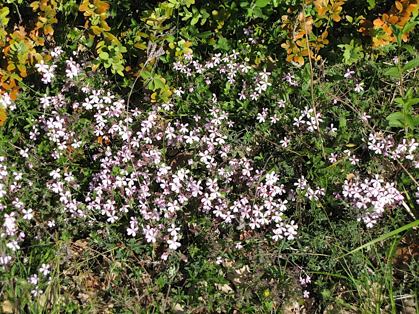 Trailing Saponaria (Saponaria Ocymoides) — Trailing Saponaria exhibits a prolific growth habit; pink flowers in the garden