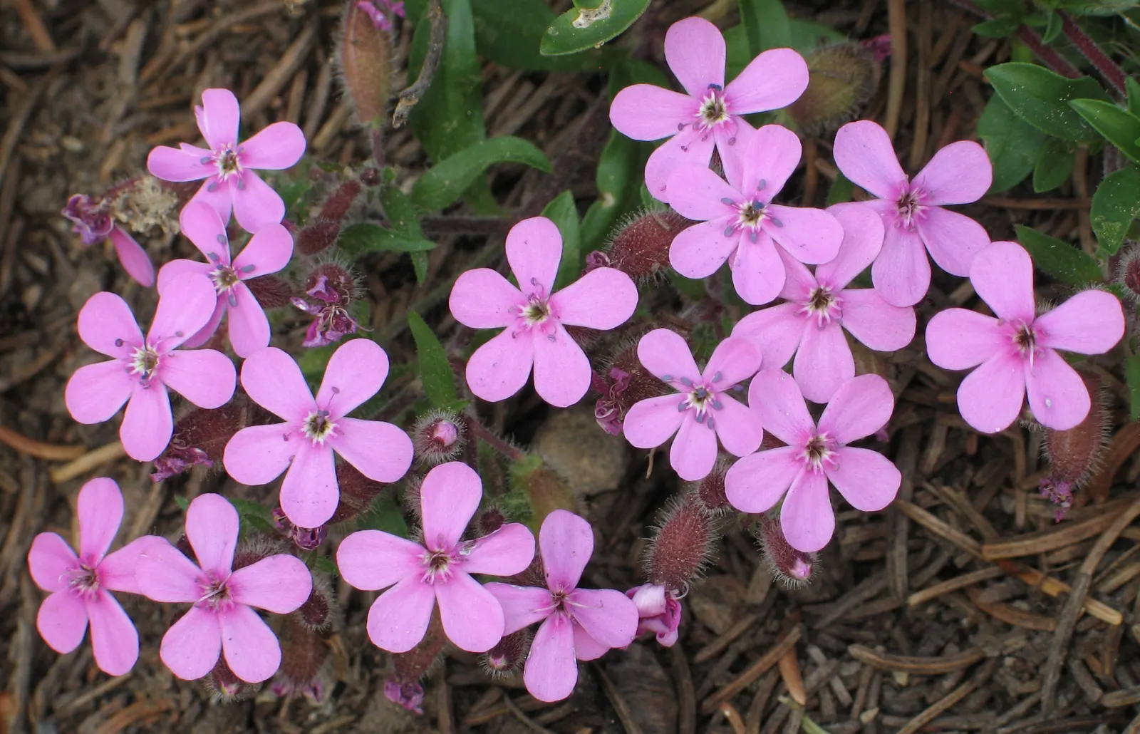 Trailing Saponaria (Saponaria Ocymoides) — dense mat up to 6 inches high and spreads approximately 24 inches wide