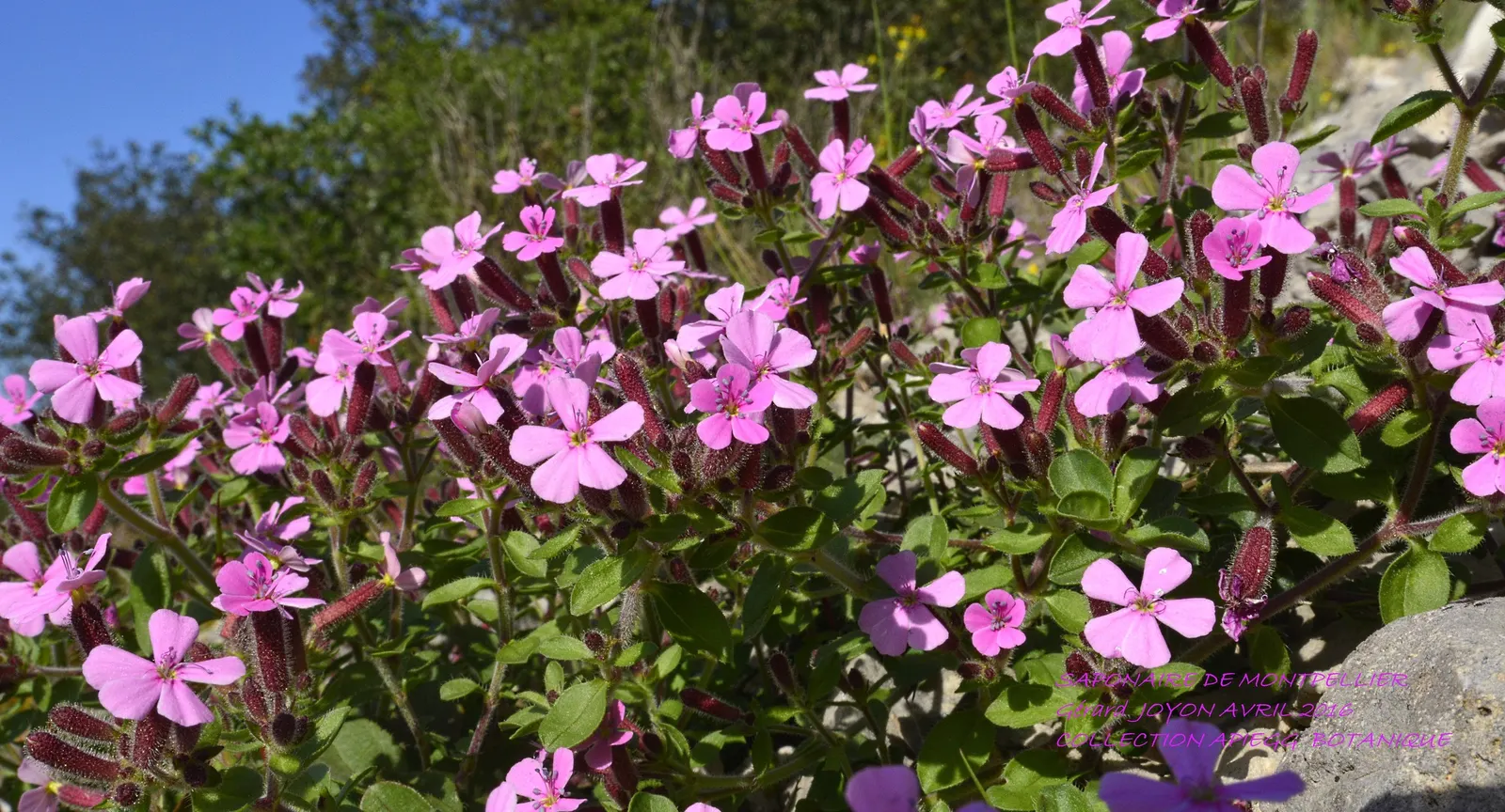 Trailing Saponaria (Saponaria Ocymoides) — extending outward up to 18 to 24 inches with a height ranging from 6 to 12 inches; adorned with masses of vivid pink