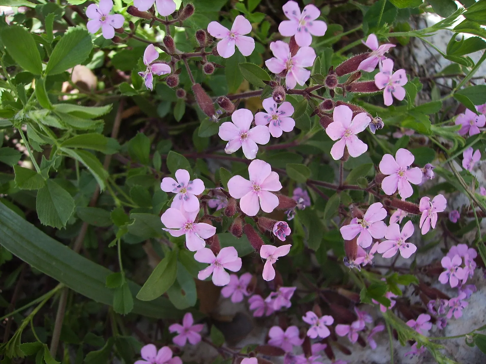 Trailing Saponaria (Saponaria Ocymoides) — scientifically dubbed Saponaria ocymoides