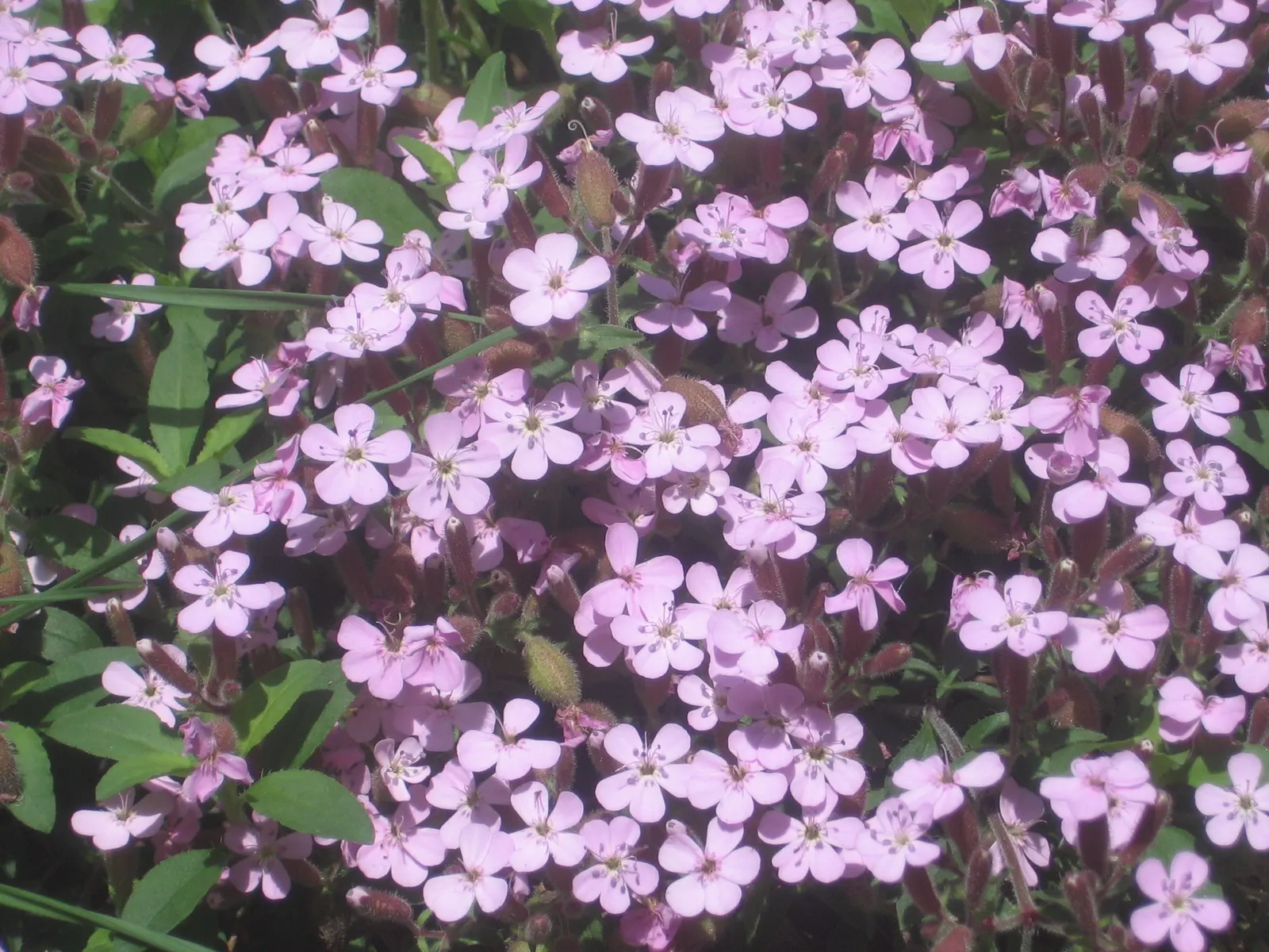 Trailing Saponaria (Saponaria Ocymoides) — and commonly referred to as Rock Soapwort; scientifically dubbed Saponaria ocymoides, image 54