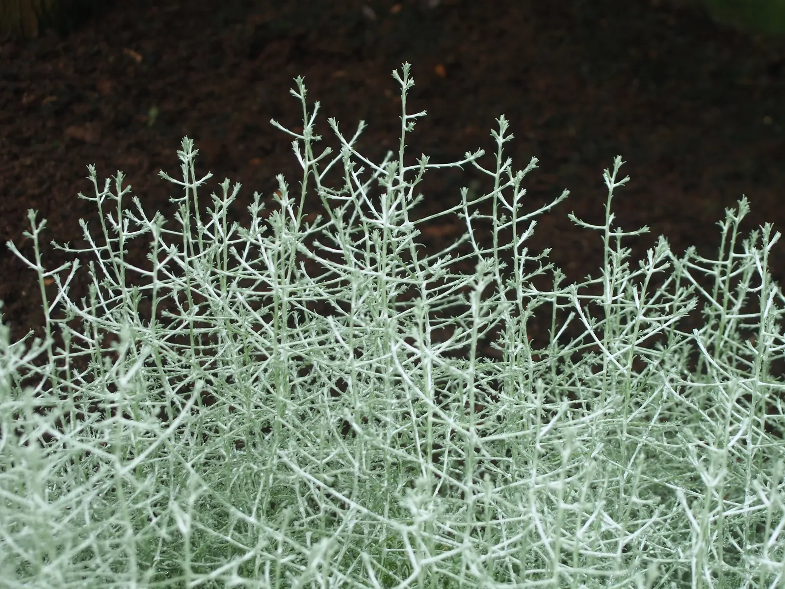 Cushion Bush (Calocephalus Brownii) — Ideal for contrast in rock gardens or as a textured border