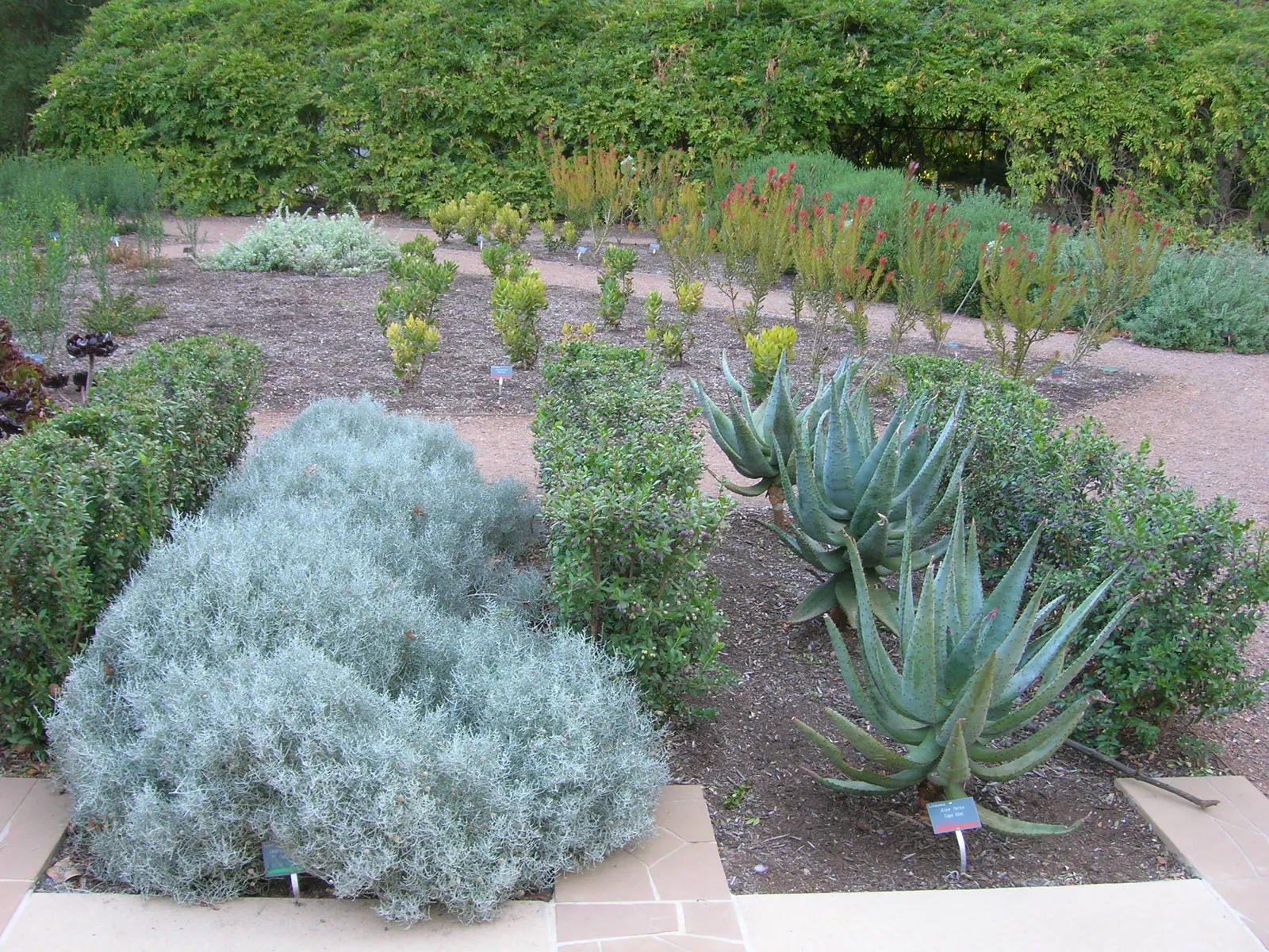 Cushion Bush (Calocephalus Brownii) — or as part of a mixed border