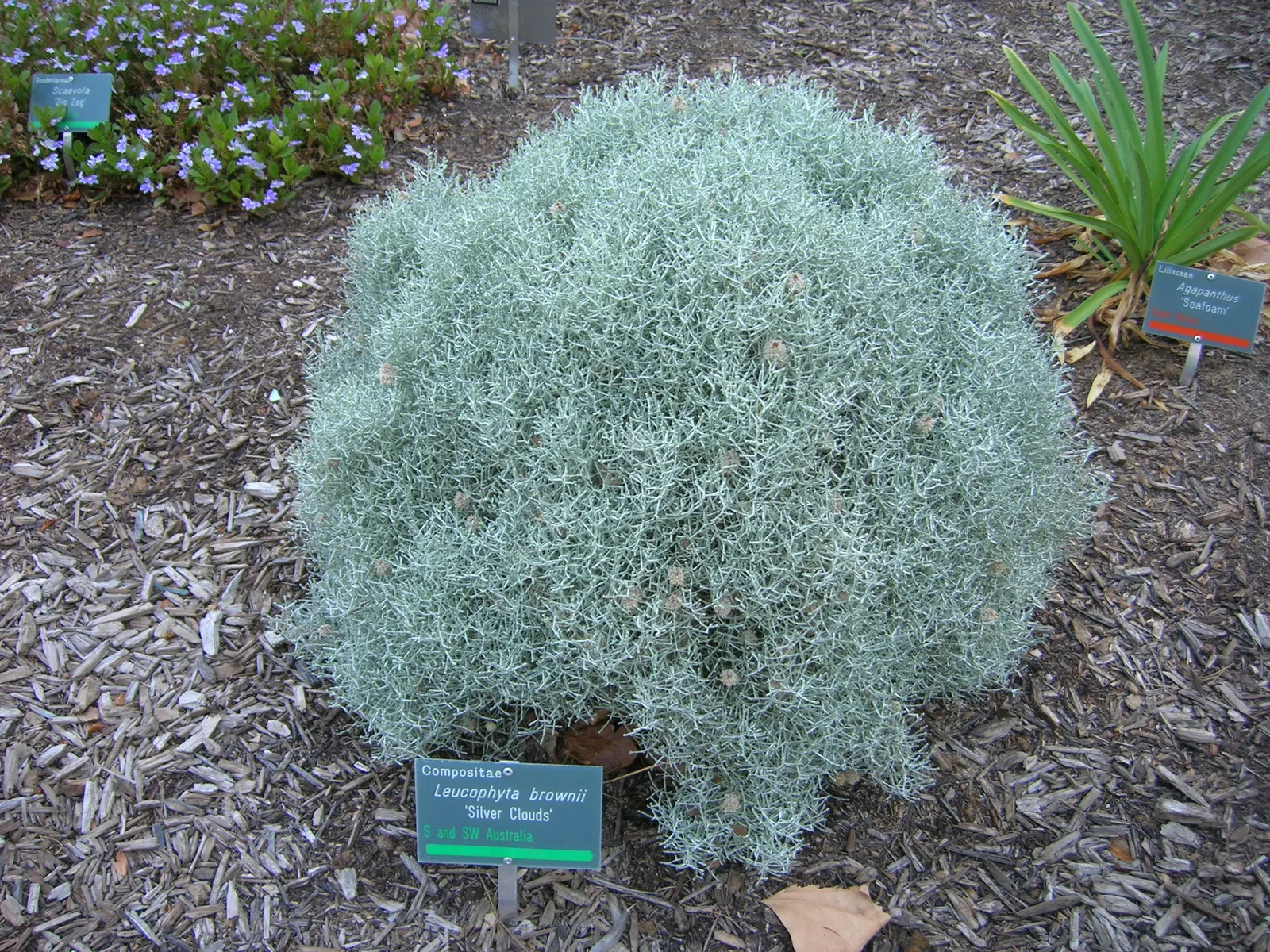 Cushion Bush (Calocephalus Brownii) — it thrives in well-drained soil and full sun