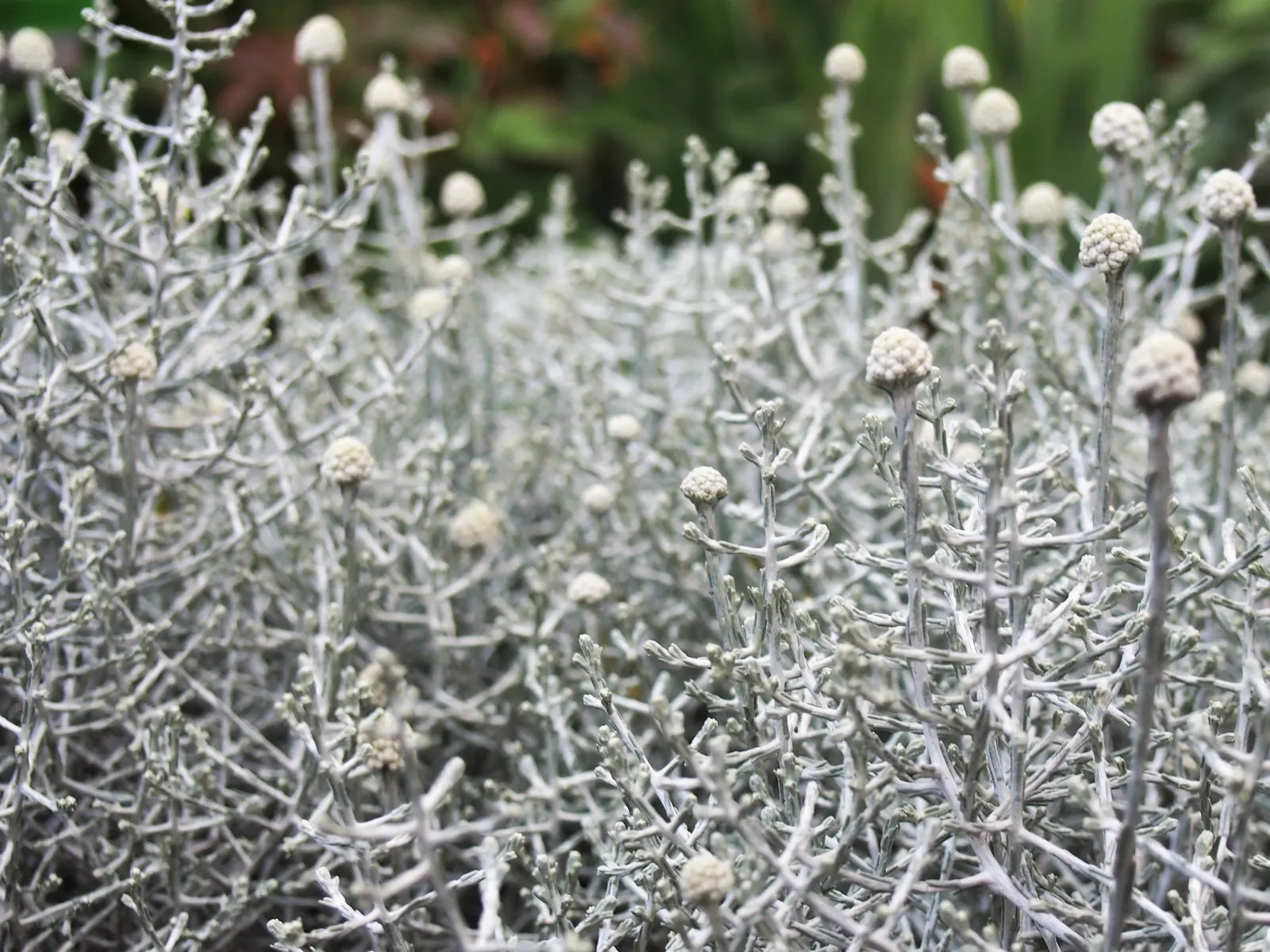 Cushion Bush (Calocephalus Brownii) — Originating from Australia