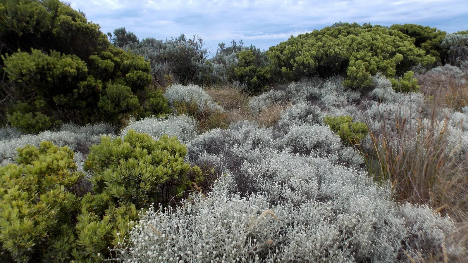 Cushion Bush (Calocephalus Brownii) — it is a low-fuss option for gardeners looking for enduring appeal with minimal upkeep