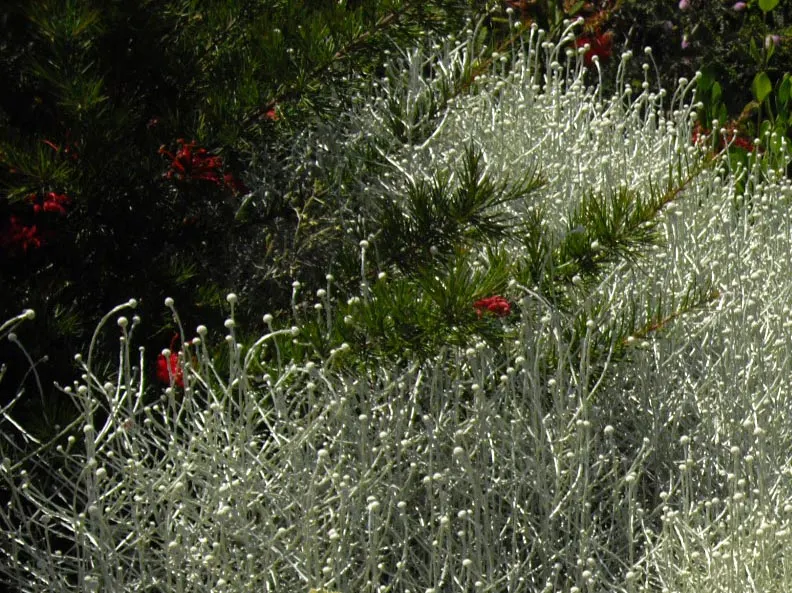 Cushion Bush (Calocephalus Brownii) — embodying low-maintenance elegance with seasonal