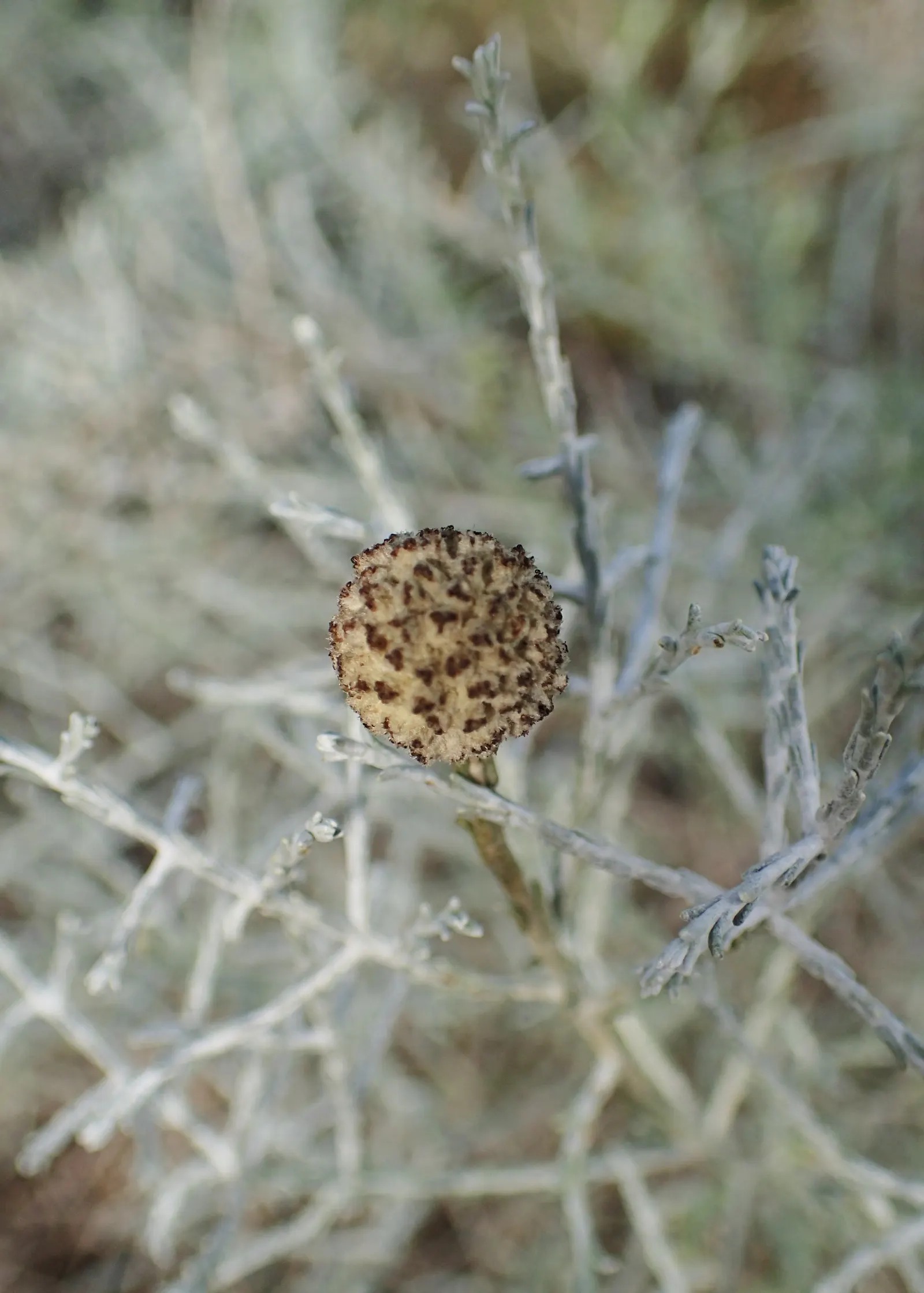 Cushion Bush (Calocephalus Brownii) — Minimal watering is required