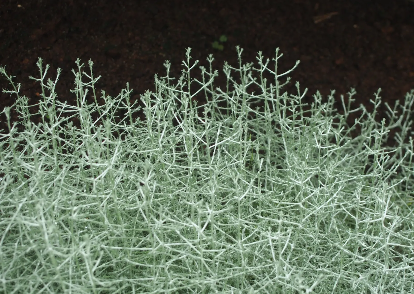 Cushion Bush (Calocephalus Brownii) — it requires minimal water once established