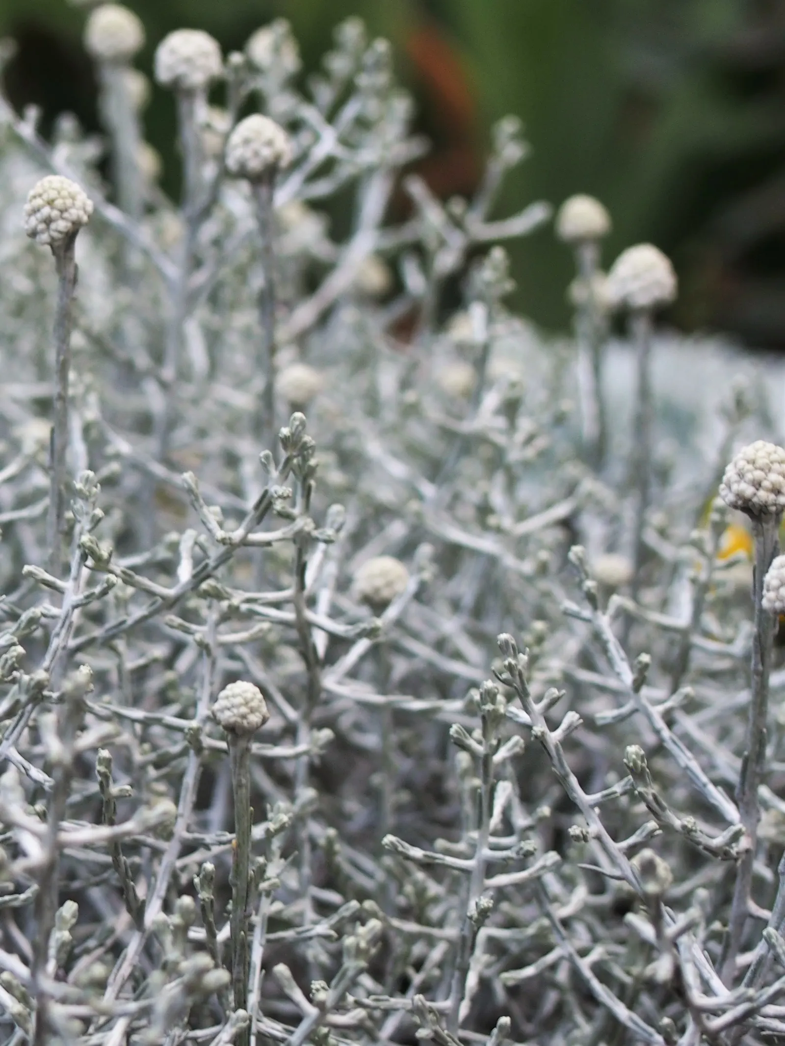 Cushion Bush (Calocephalus Brownii) — is a distinctive and appealing ornamental plant