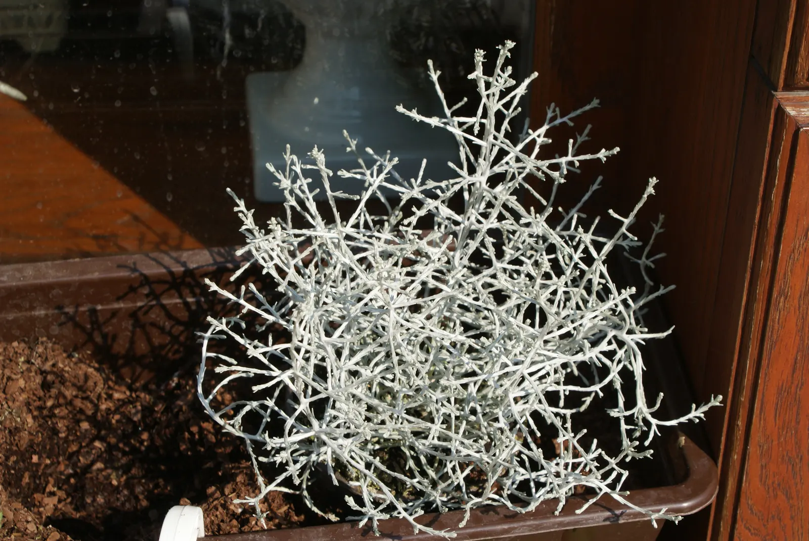 Cushion Bush (Calocephalus Brownii) — Requiring little maintenance apart from occasional trimming to keep its shape