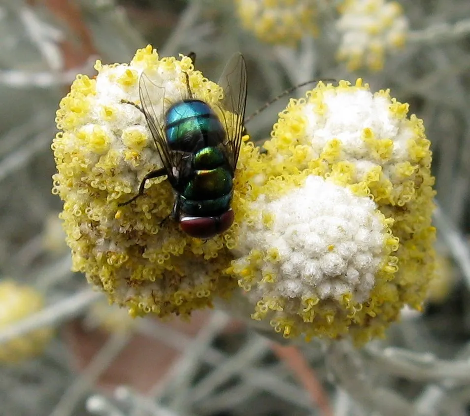 Cushion Bush (Calocephalus Brownii) — making it suitable for xeriscaping or garden spots prone to dry conditions