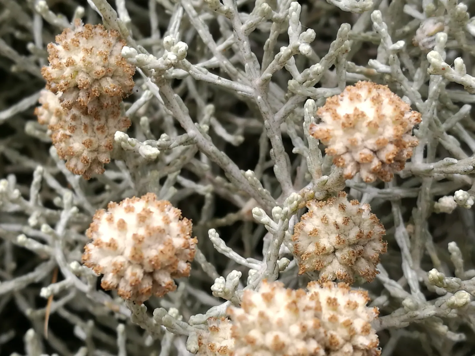 Cushion Bush (Calocephalus Brownii) — It is notably drought-tolerant once established