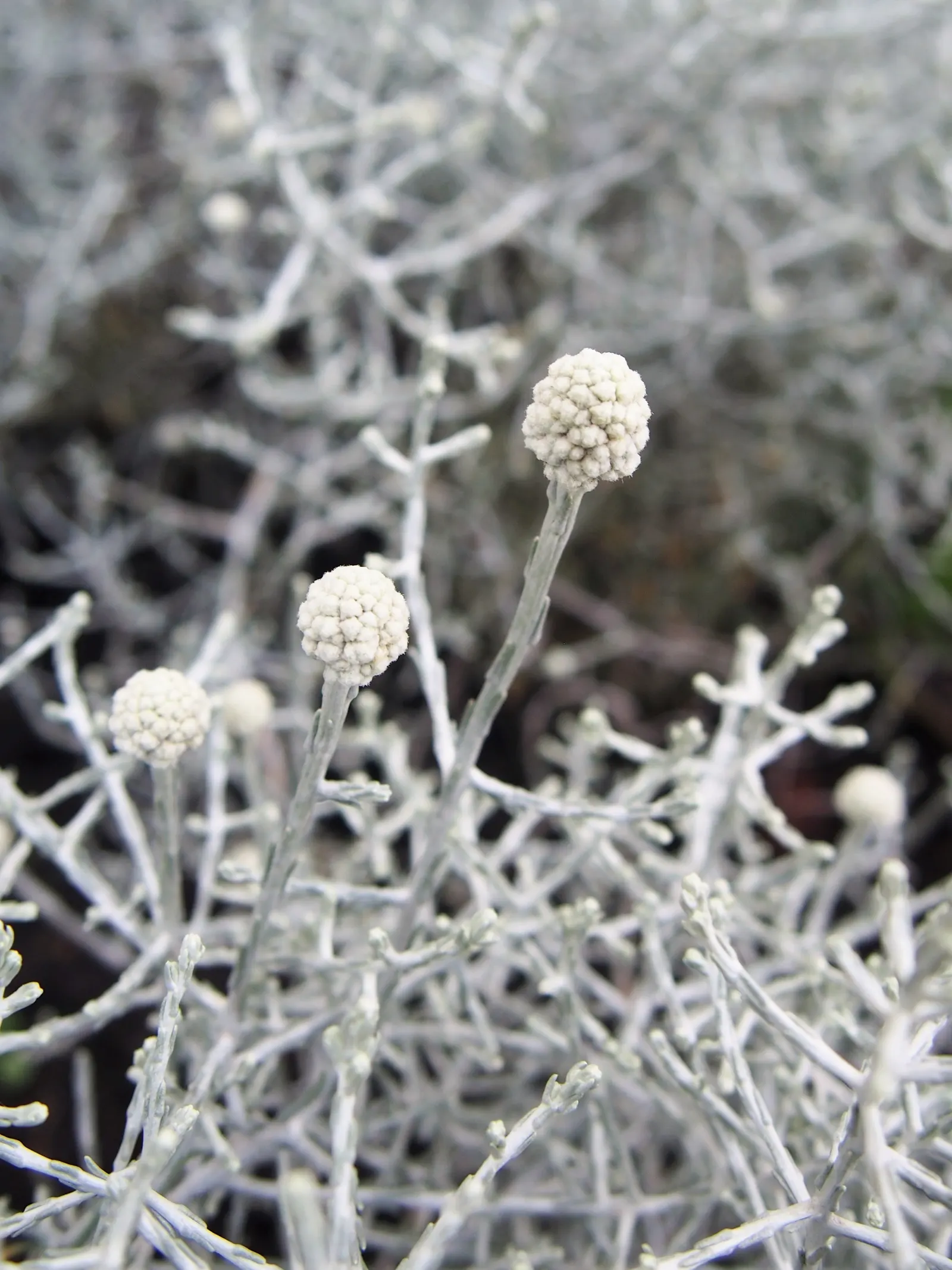 Cushion Bush (Calocephalus Brownii) — cherished for its unique silver to gray foliage