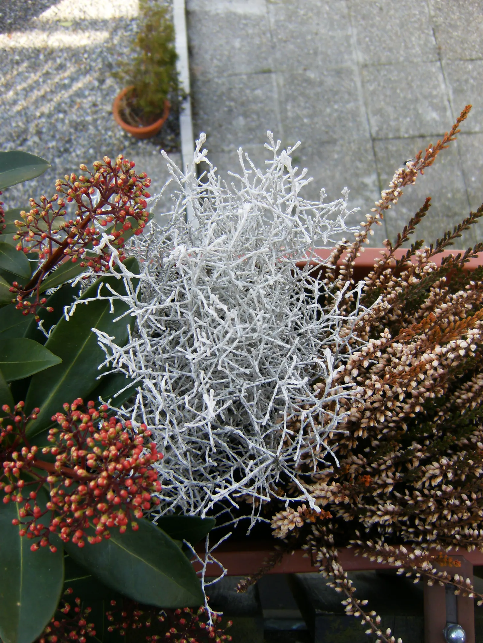 Cushion Bush (Calocephalus Brownii) — The Cushion Bush (Calocephalus brownii) presents an intriguing silver to gray hue with its fine