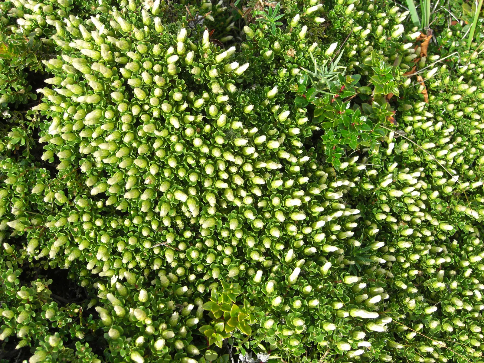 Cushion Bush (Calocephalus Brownii) — Calocephalus brownii thrives in full sun and prefers well-drained
