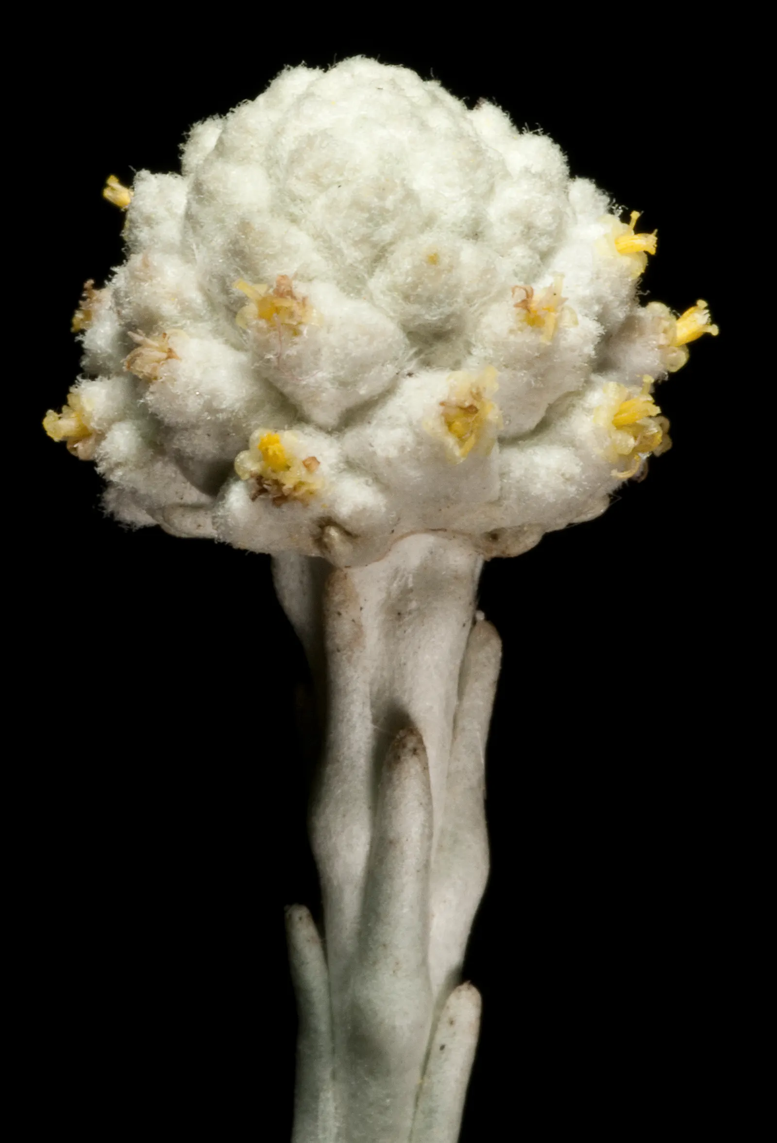 Cushion Bush (Calocephalus Brownii) — the Cushion Bush has a rounded