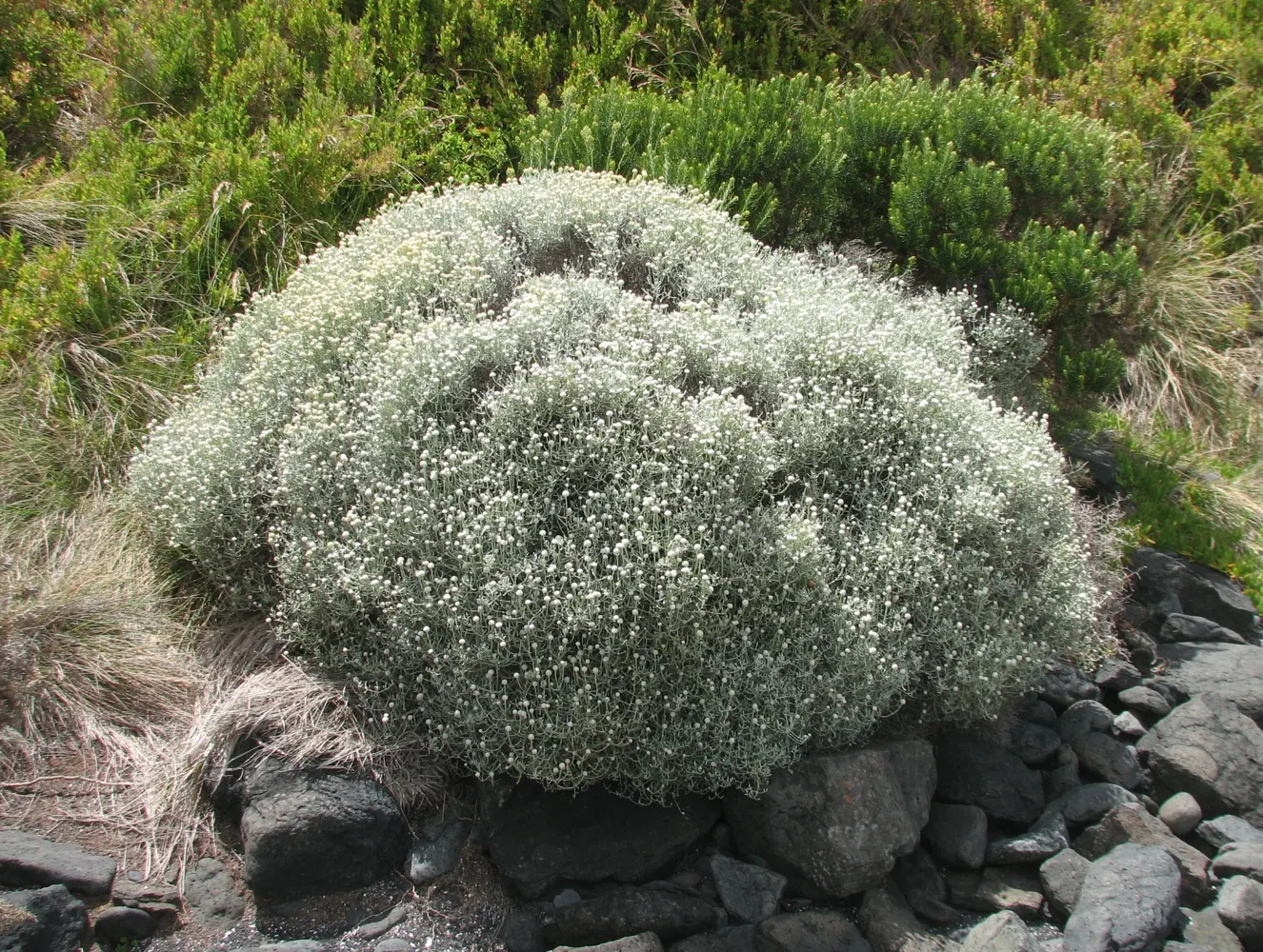 Cushion Bush (Calocephalus Brownii) — this evergreen shrub can be a striking addition to the landscape