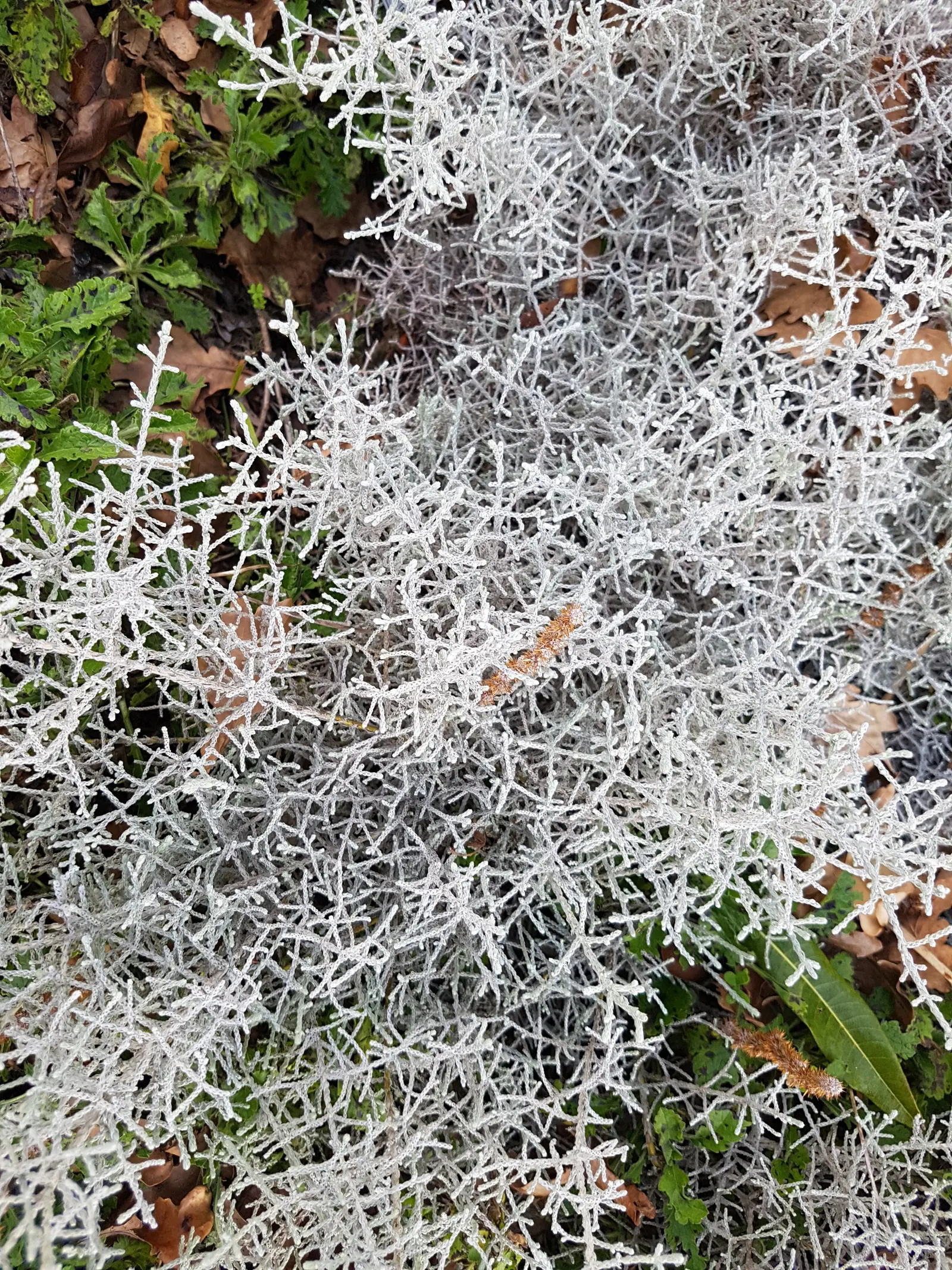 Cushion Bush (Calocephalus Brownii) — scientifically known as Calocephalus brownii