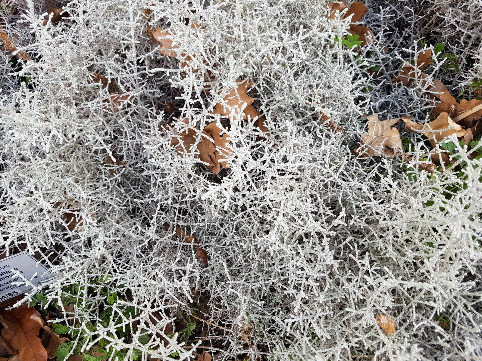 Cushion Bush (Calocephalus Brownii) — reaching up to 3 feet in width and 1-2 feet in height