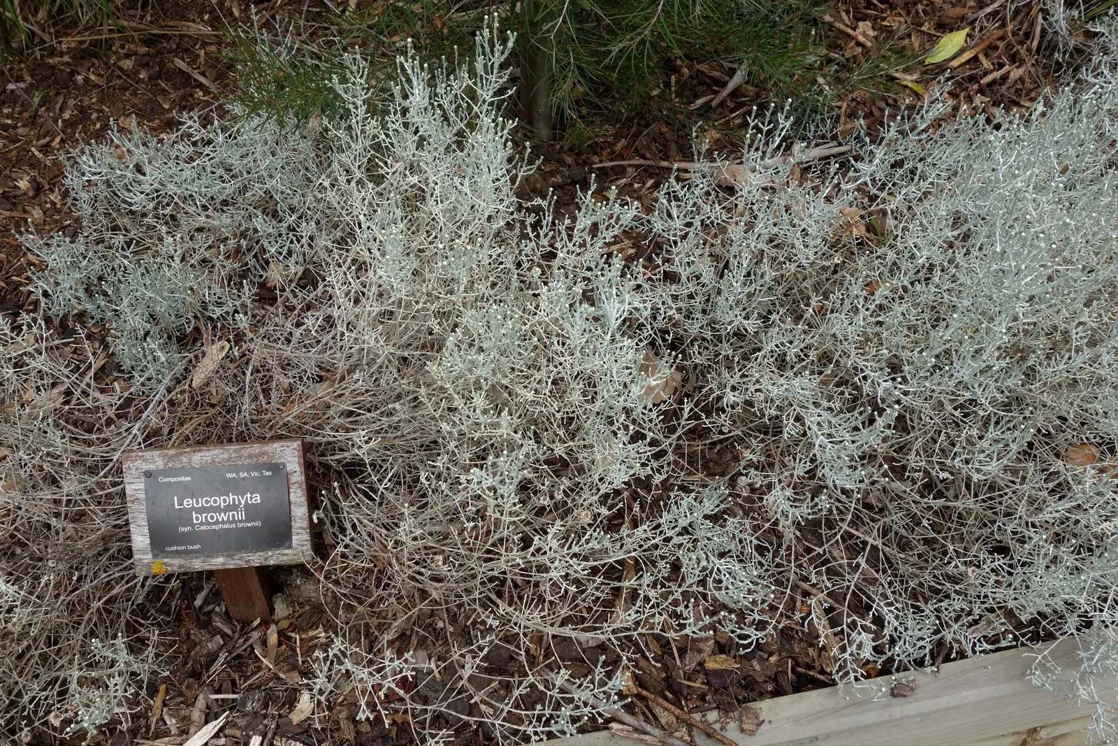 Cushion Bush (Calocephalus Brownii) — Its unique form can also add depth and contrast to container arrangements