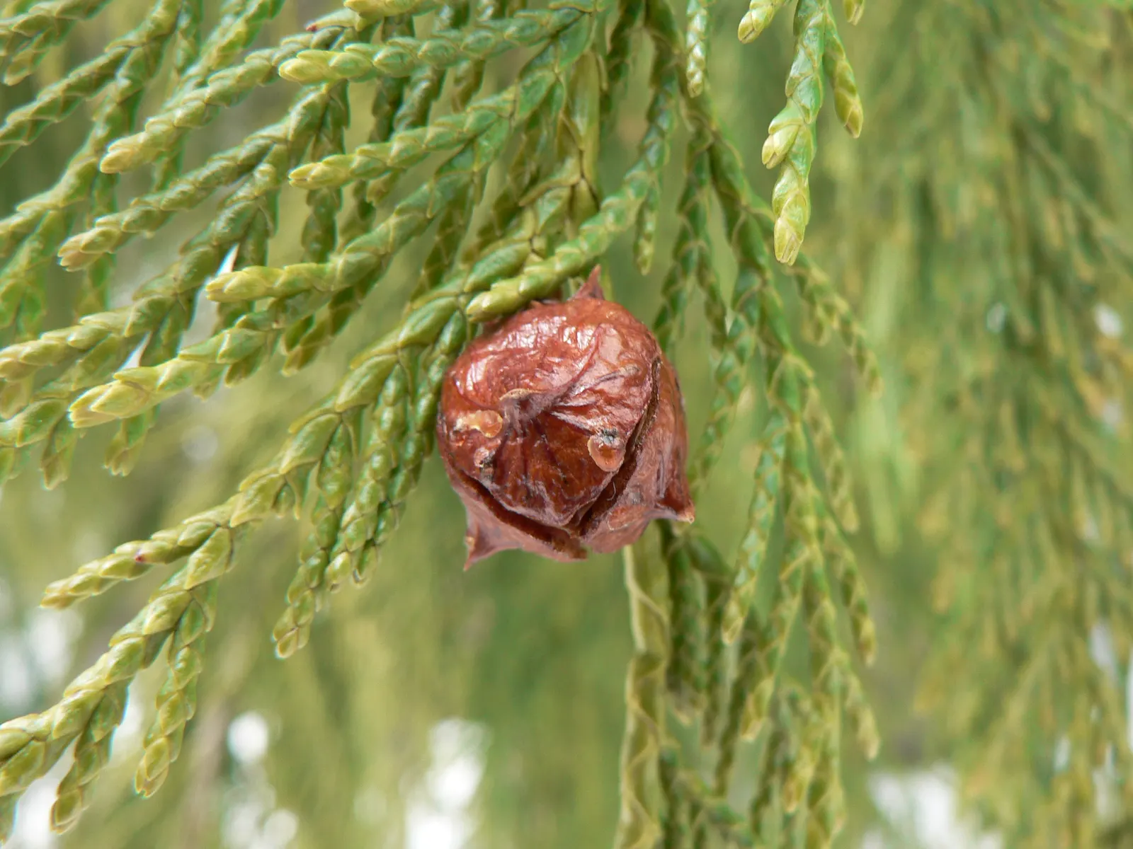 Yellow Cedar, Nootka Cypress (Callitropsis Nootkatensis) — so its primary aesthetic appeal lies in its foliage and bark