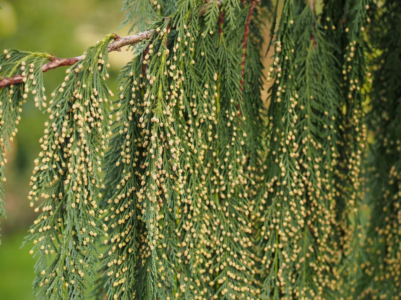 Yellow Cedar, Nootka Cypress (Callitropsis Nootkatensis) — it thrives in USDA Hardiness Zones 5 through 7