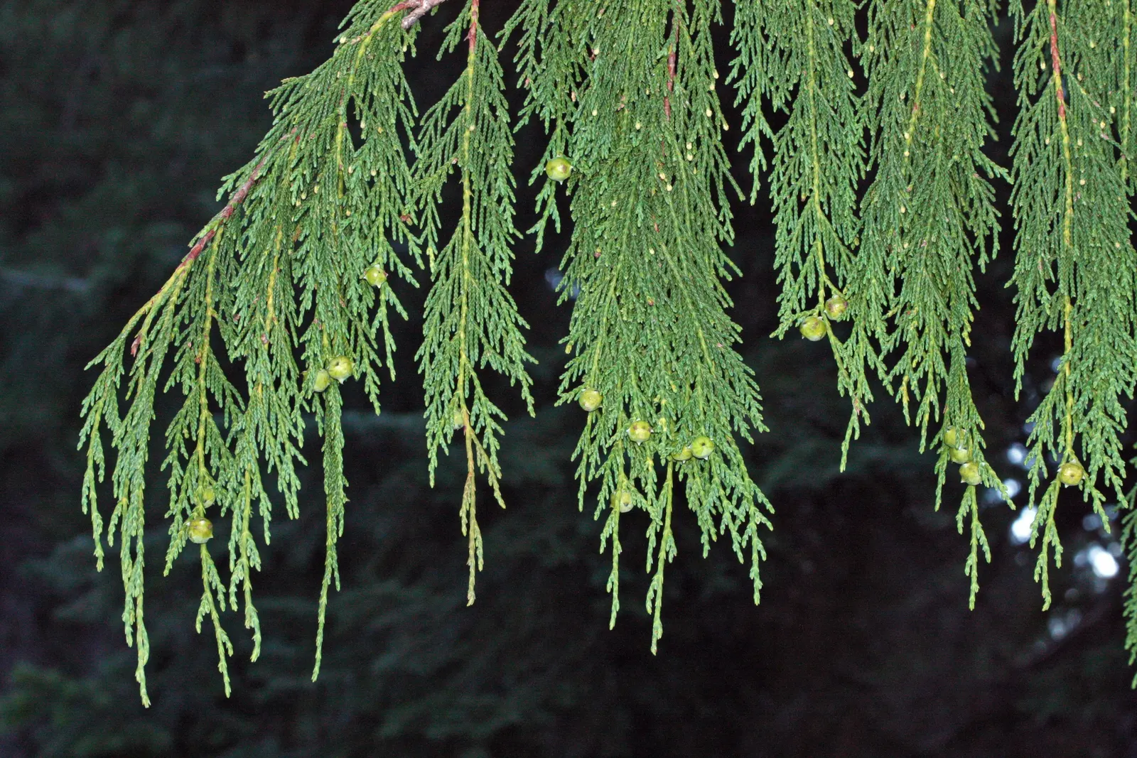 Yellow Cedar, Nootka Cypress (Callitropsis Nootkatensis) — well-drained soils but exhibits remarkable adaptability