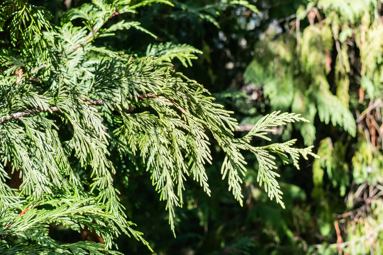 Yellow Cedar, Nootka Cypress (Callitropsis Nootkatensis) — cool environments of the Pacific Northwest; it thrives in USDA Hardiness Zones 5 through 7
