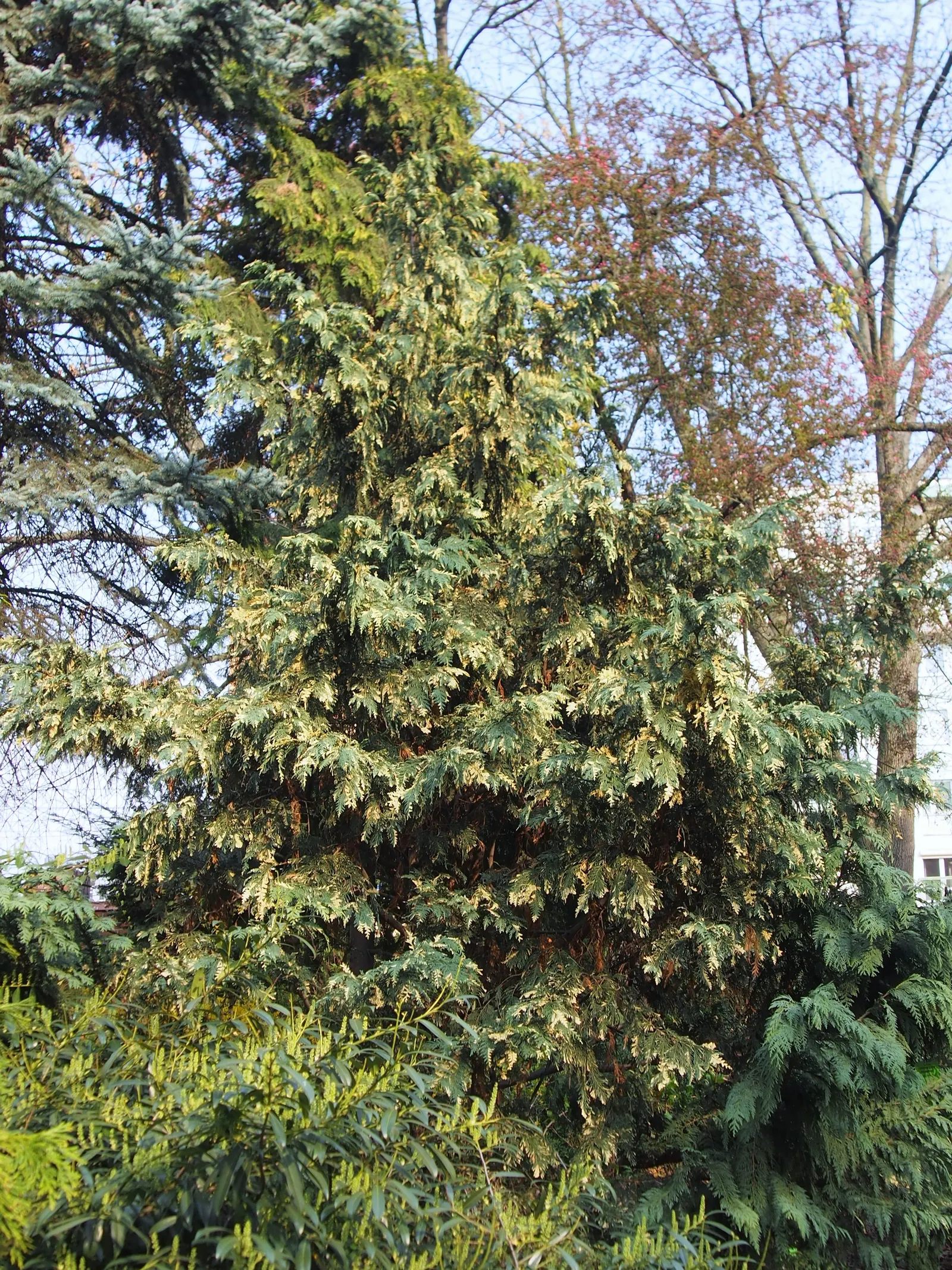 Yellow Cedar, Nootka Cypress (Callitropsis Nootkatensis) — With the potential to live up to a thousand years