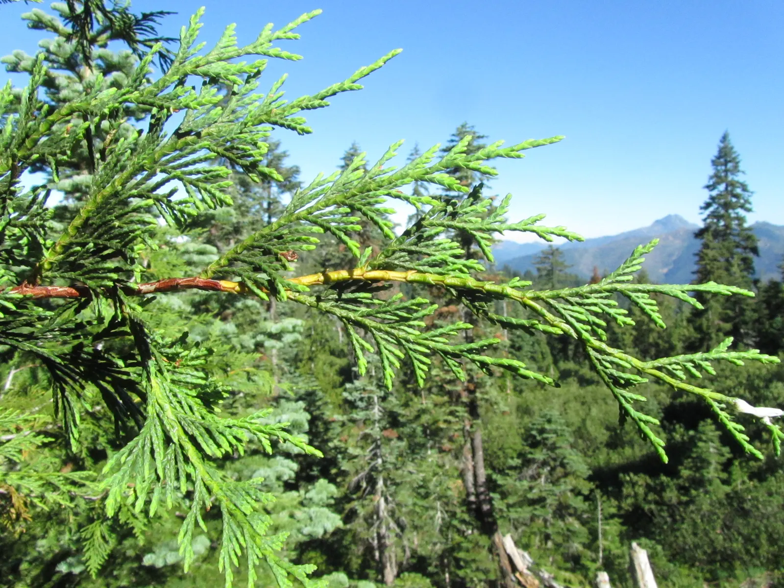 Yellow Cedar, Nootka Cypress (Callitropsis Nootkatensis) — is a coniferous evergreen tree that offers a majestic presence to any landscape; its dense foliage