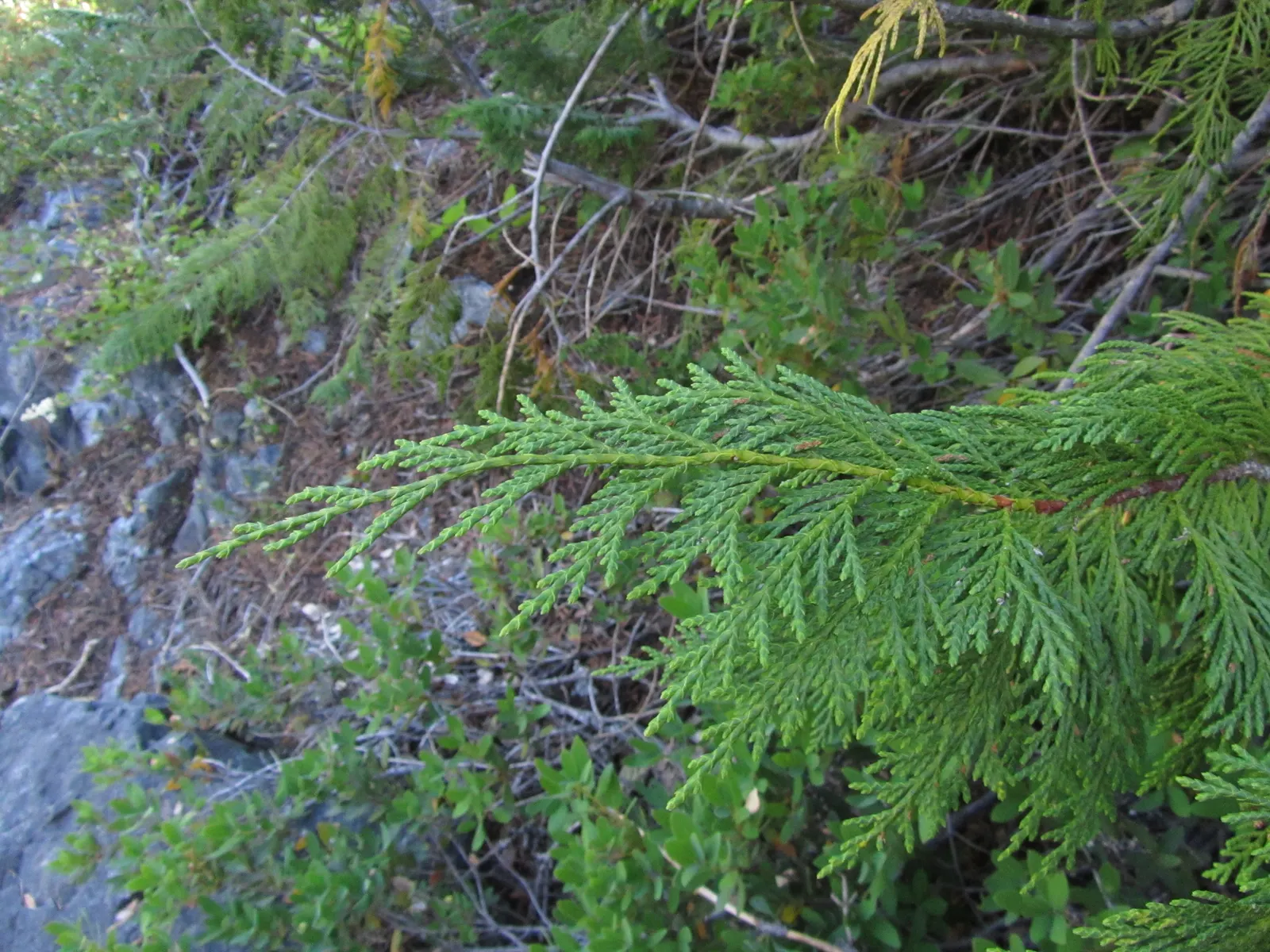 Yellow Cedar, Nootka Cypress (Callitropsis Nootkatensis) — well-drained soils and partial to full sun exposures; tolerating both wet and drier conditions