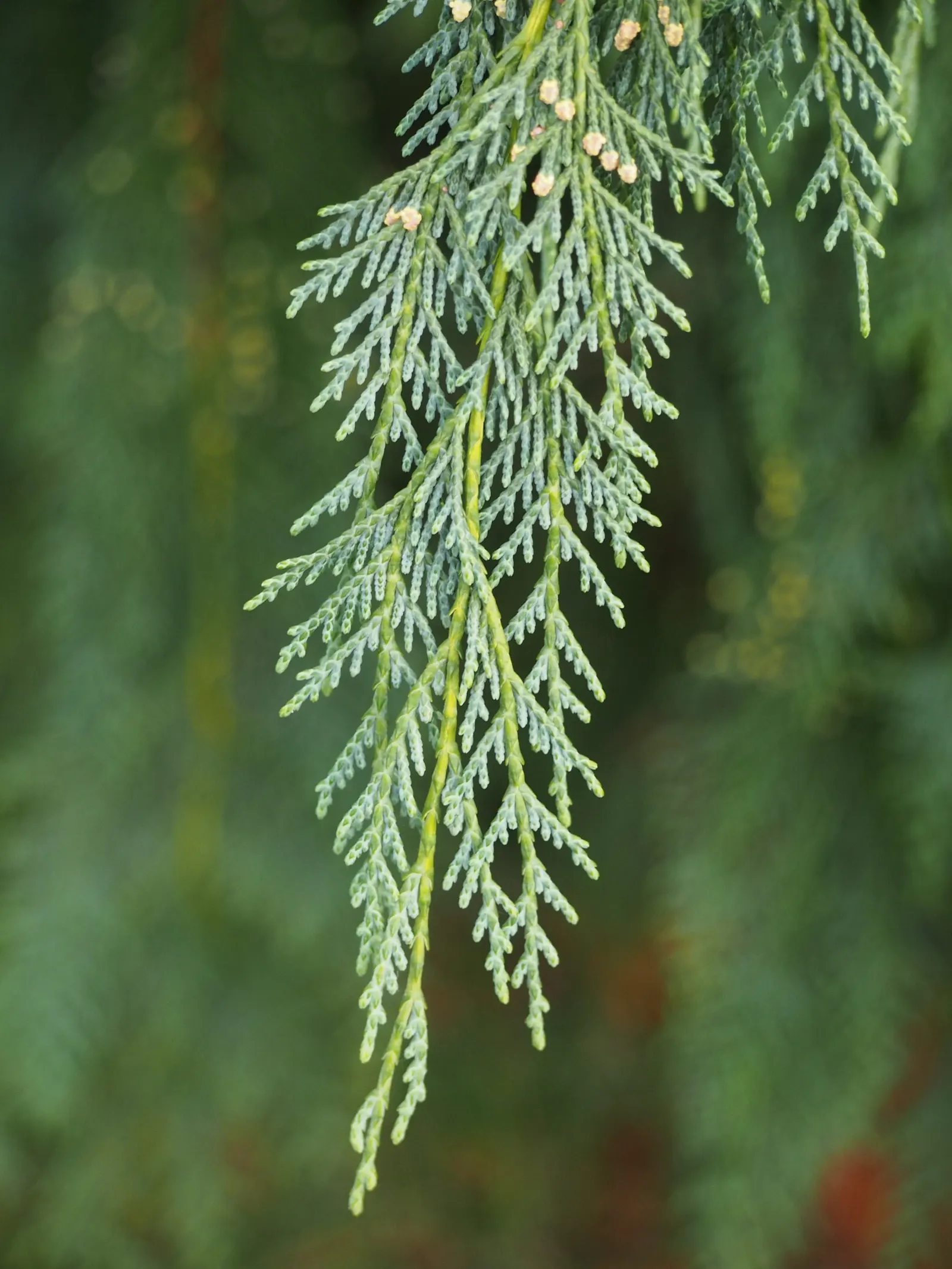 Yellow Cedar, Nootka Cypress (Callitropsis Nootkatensis) — tolerating both wet and drier conditions