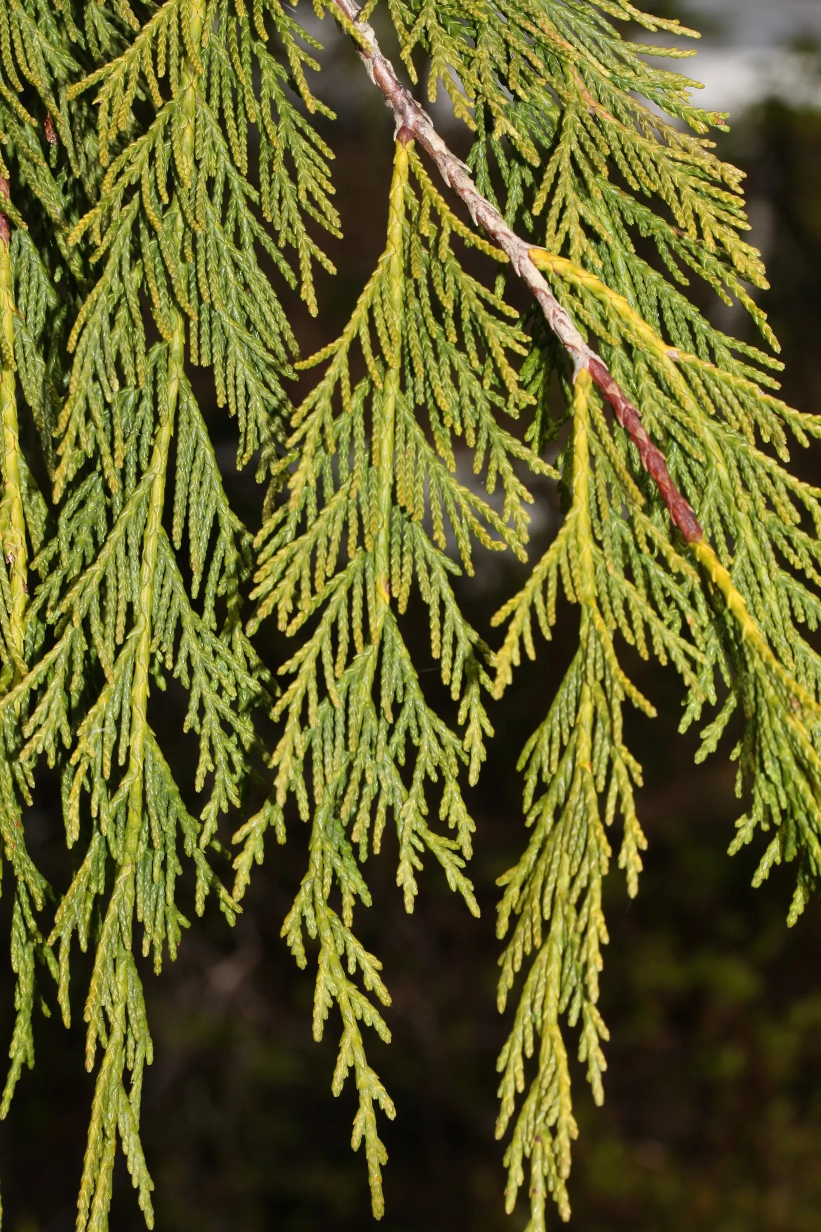 Yellow Cedar, Nootka Cypress (Callitropsis Nootkatensis) — this species requires minimal maintenance