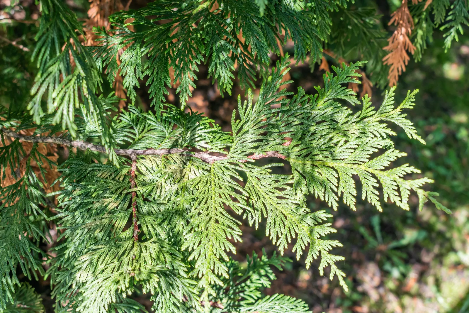 Yellow Cedar, Nootka Cypress (Callitropsis Nootkatensis) — Given its slow to moderate growth rate; tolerating both wet and drier conditions