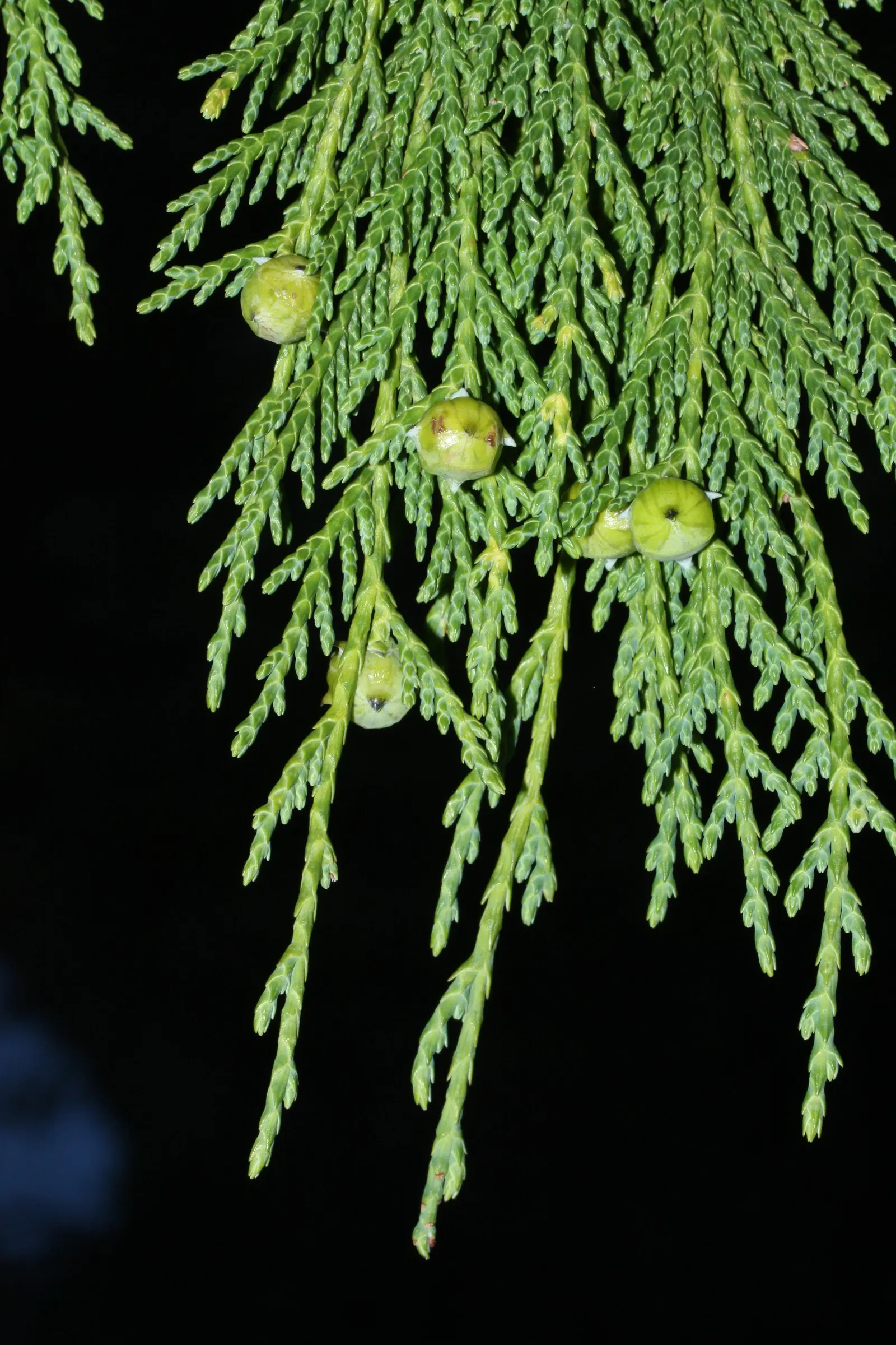 Yellow Cedar, Nootka Cypress (Callitropsis Nootkatensis) — Given its slow to moderate growth rate