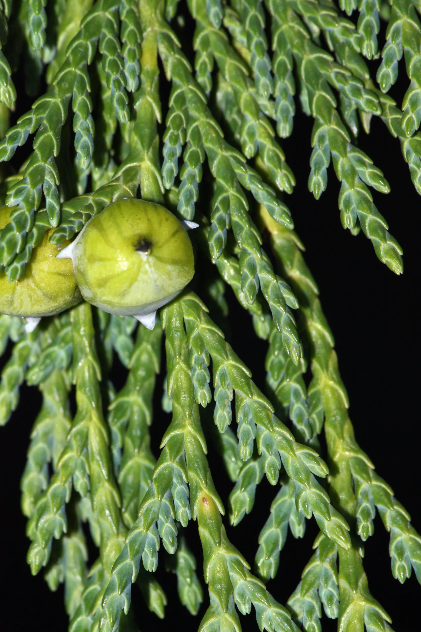 Yellow Cedar, Nootka Cypress (Callitropsis Nootkatensis) — showcasing exceptional cold tolerance.<br><br>An imposing figure
