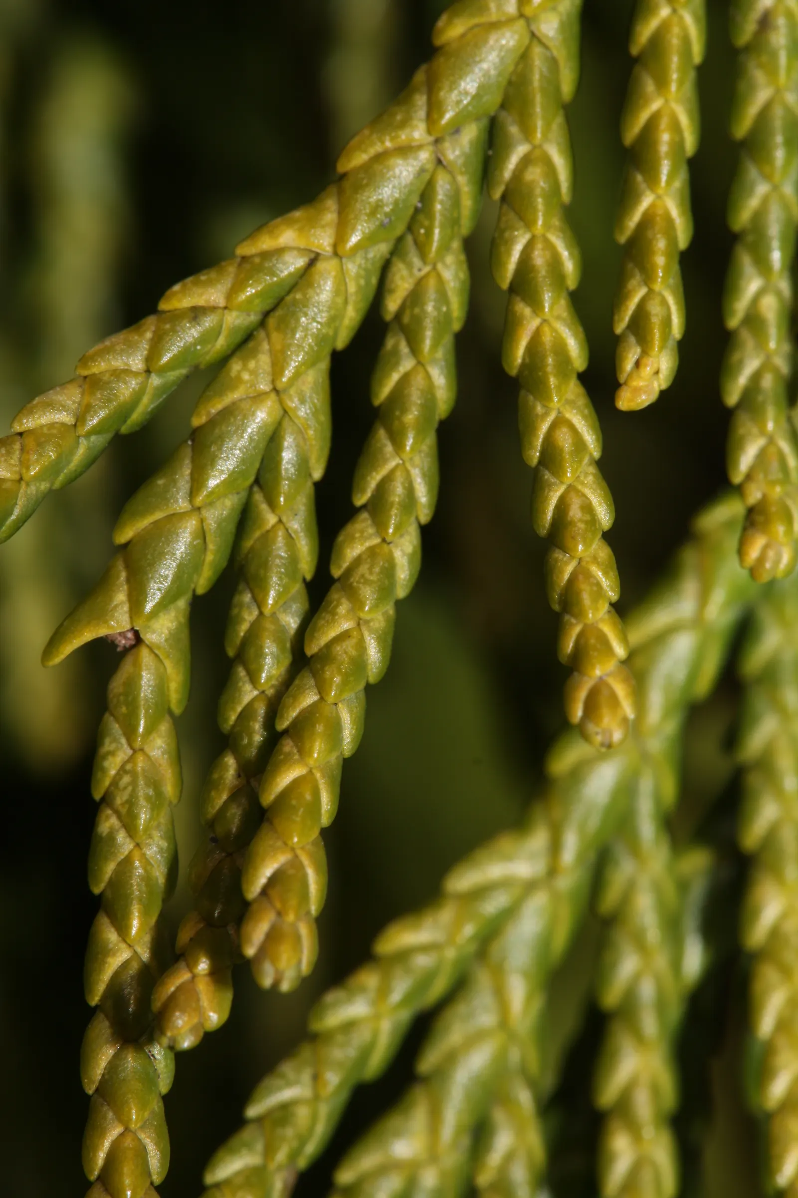 Yellow Cedar, Nootka Cypress (Callitropsis Nootkatensis) — and the aromatic qualities make it a natural deterrent for pests.<br><br>The Yellow Cedar prefers