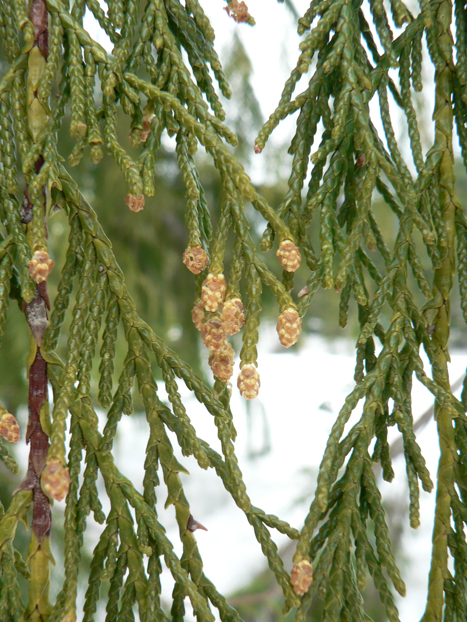 Yellow Cedar, Nootka Cypress (Callitropsis Nootkatensis) — Aromatic when crushed, the foliage adds sensory appeal, while its reddish-brown bark peels