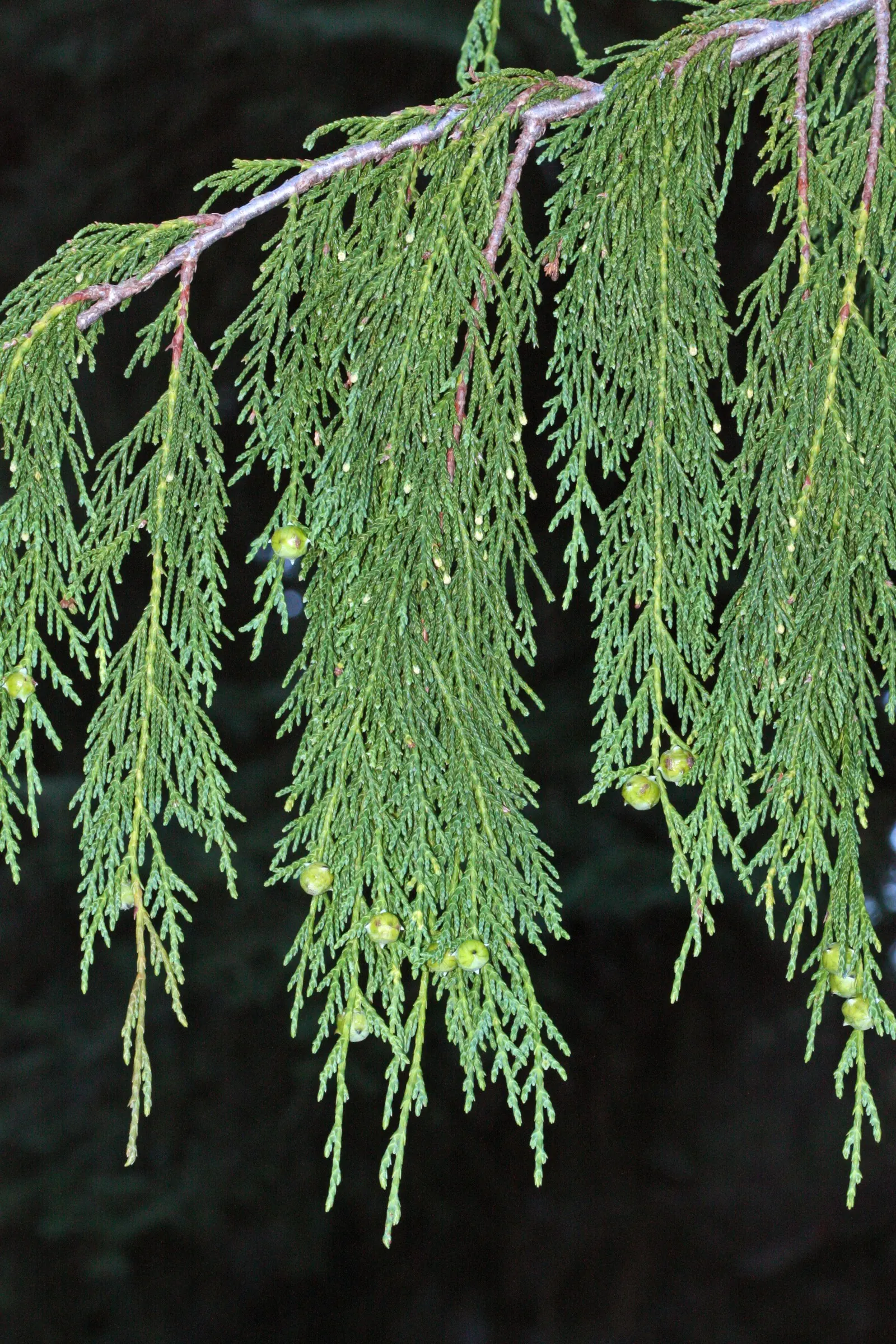 Yellow Cedar, Nootka Cypress (Callitropsis Nootkatensis) — reaching up to 90 feet tall and 20 feet wide