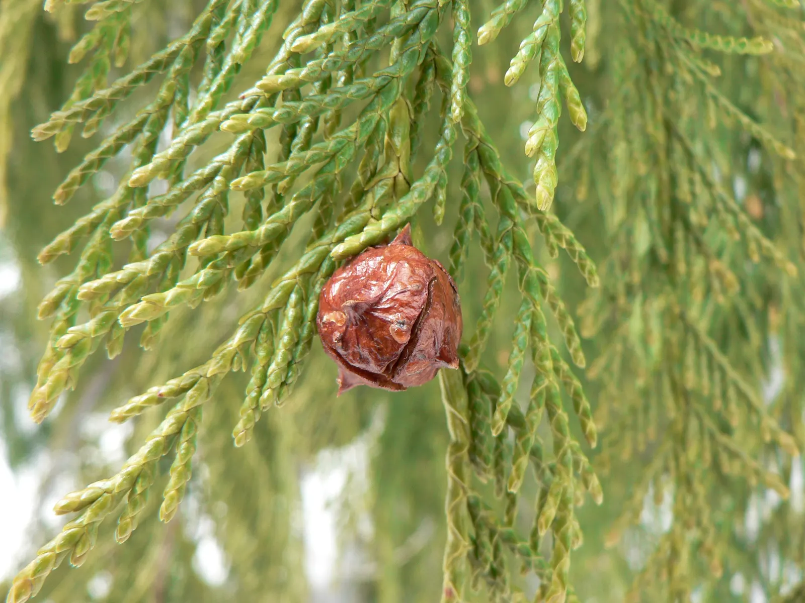 Yellow Cedar, Nootka Cypress (Callitropsis Nootkatensis) — reaching up to 90 feet tall and 20 feet wide; tolerating both wet and drier conditions