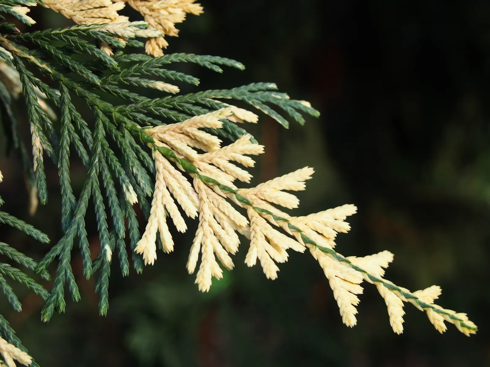 Yellow Cedar, Nootka Cypress (Callitropsis Nootkatensis) — commonly known as Yellow Cedar or Nootka Cypress; its dense foliage is marked by drooping branches